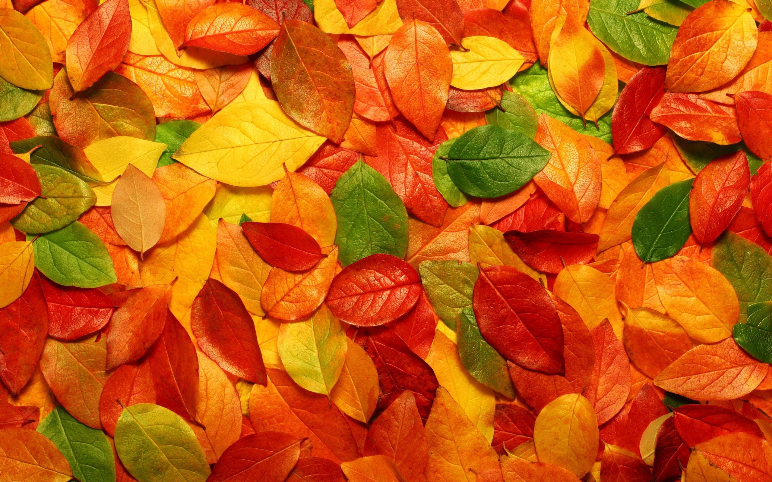 2560x1600 Fall Foliage Wallpapers For Desktop Wallpaper Cave