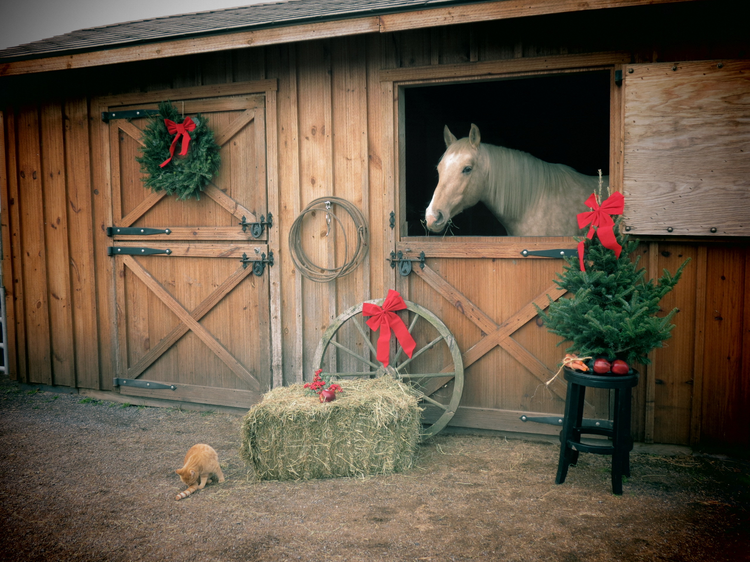 2560x1920 Horses images Country Christmas HD wallpaper and background photos