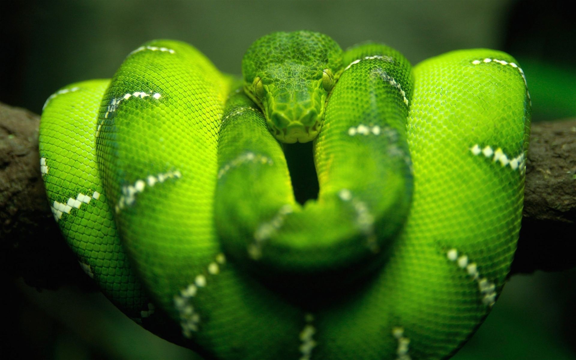 1920x1200 free hd big snake image. green emerald tree boa snake