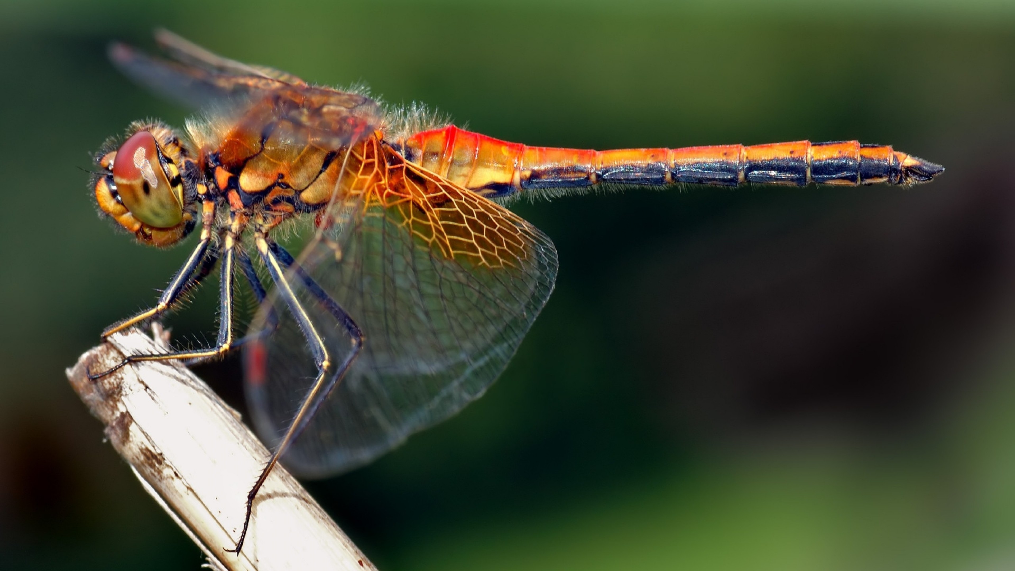 3840x2160  Wallpaper dragonfly, insect, grass, flying