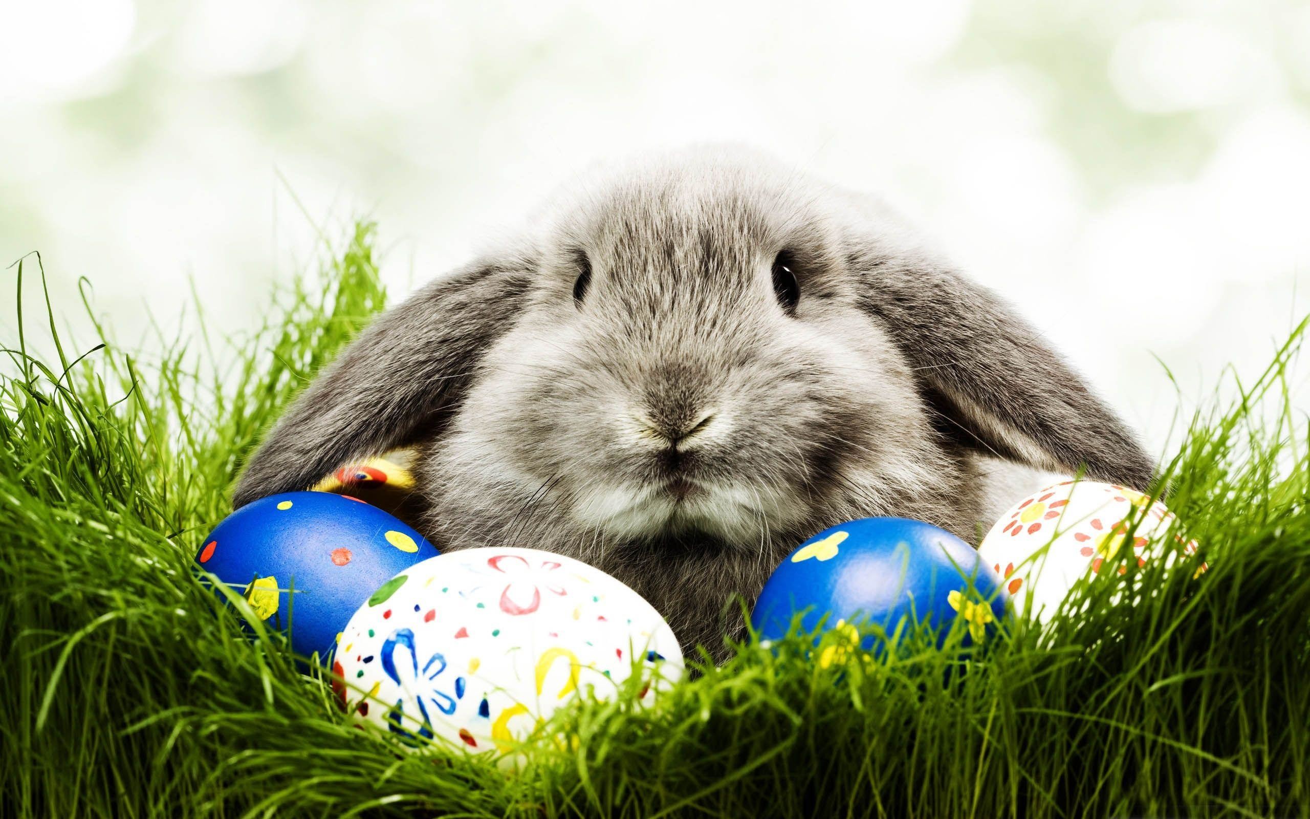 2560x1600 Free-Easter-Bunny-Wallpapers-HD | First United Methodist Church