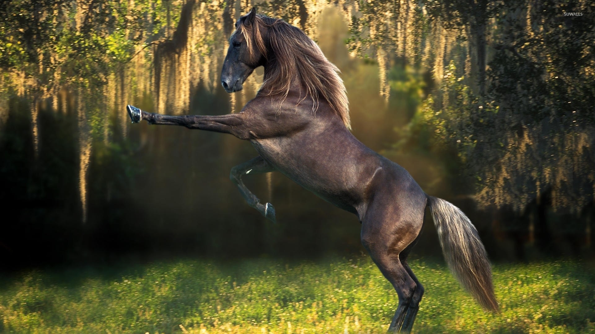 1920x1080 Prancing brown horse in the forest wallpaper  jpg