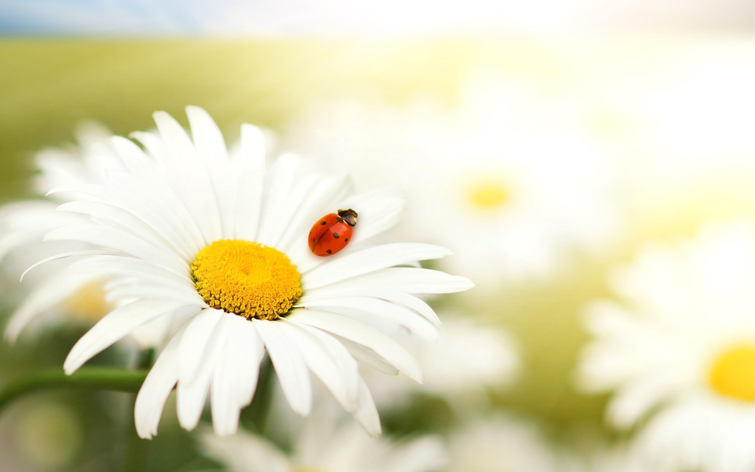 2560x1600 Daisy / Ladybug Daisy Flower Photos, Pictures Of Spring Flowers, Spring  Flowers Wallpaper,