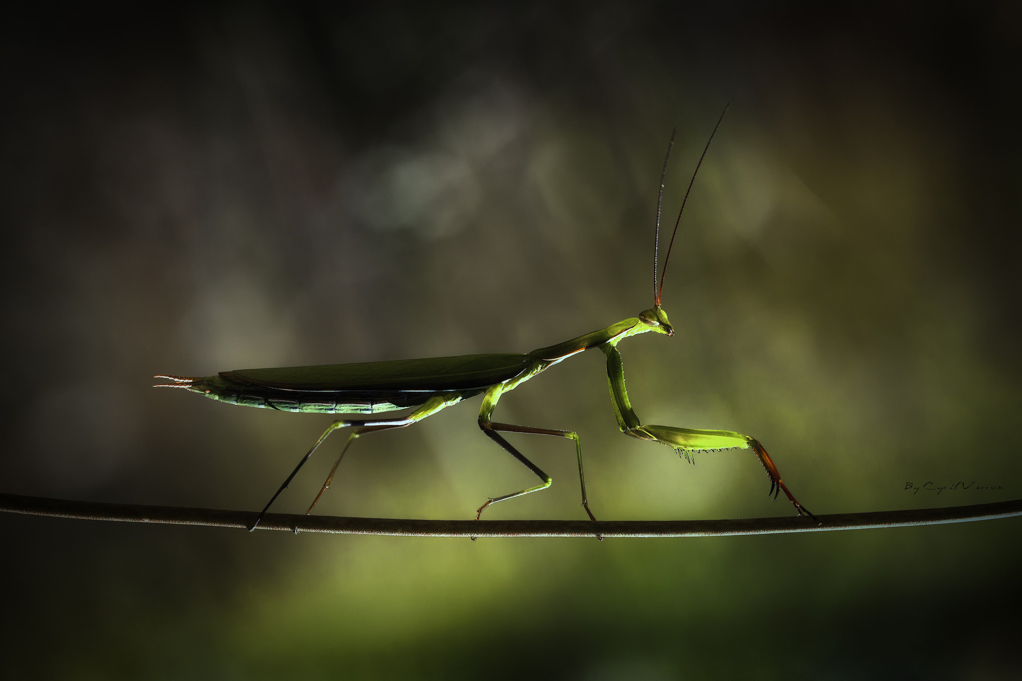 Mantis Background Images, HD Pictures and Wallpaper For Free Download |  Pngtree