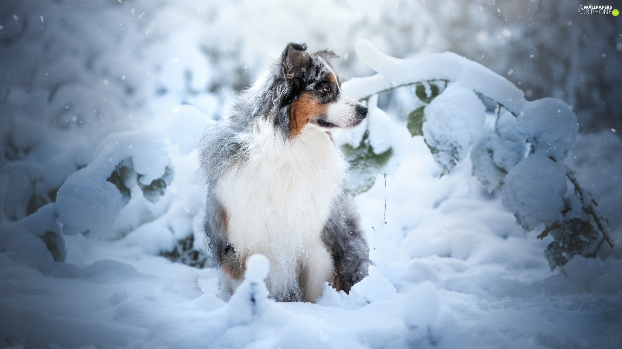 2048x1152 snow, Plants, dog, winter, Australian Shepherd