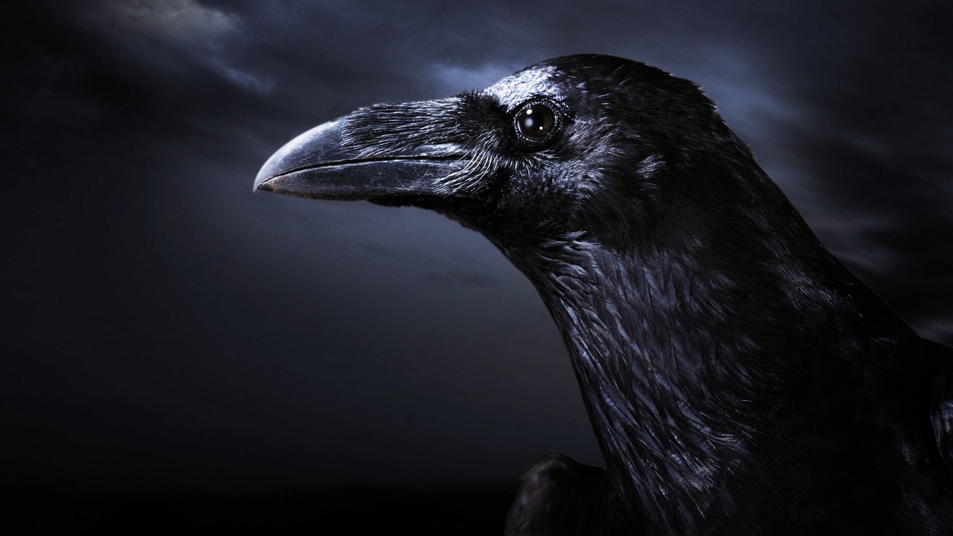 1920x1080 crow wallpapers and backgrounds | Crow Black Background Wallpaper,Images ,Pictures,Photos,HD Wallpapers | Pinterest | Black background wallpaper,  Crows and ...