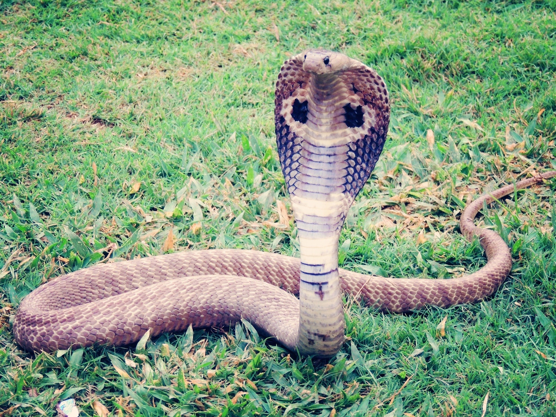 1920x1440 brown cobra snake