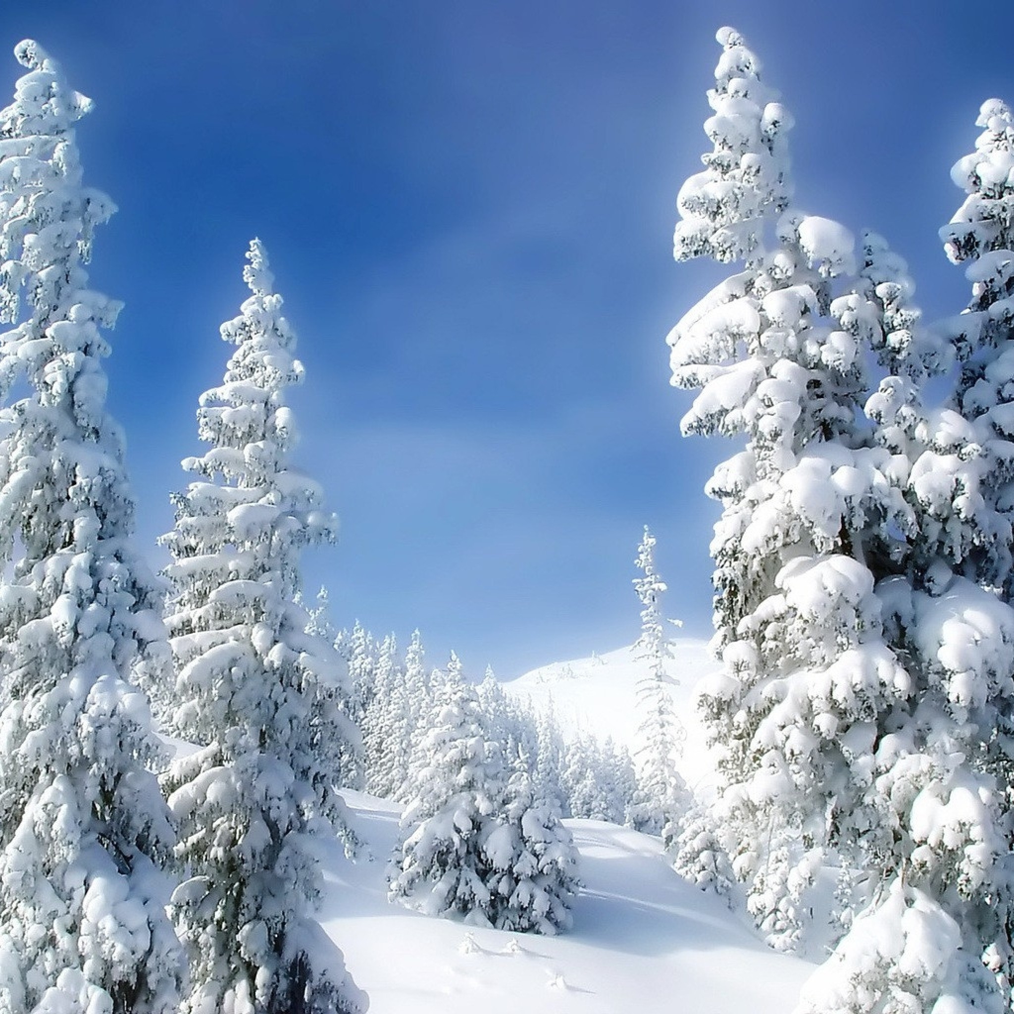 2048x2048  Wallpaper pines, winter, snow, snowdrifts, sky, fairy tale