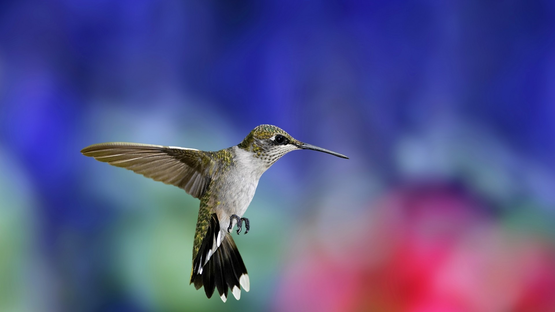 1920x1080  Preview wallpaper hummingbird, bird, flapping wings, background,  blur 