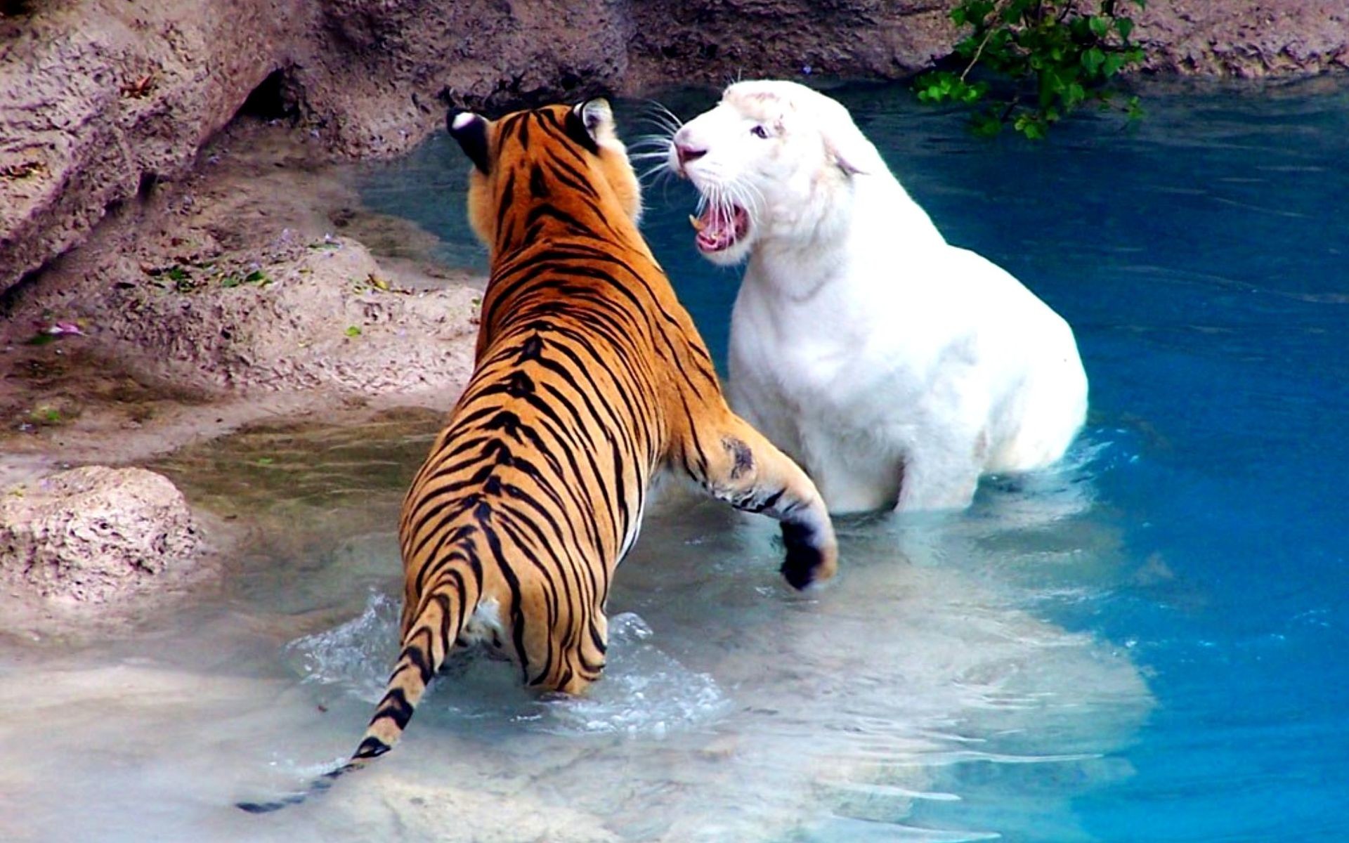 1920x1200 Tiger Desktop Wallpapers With White Lion