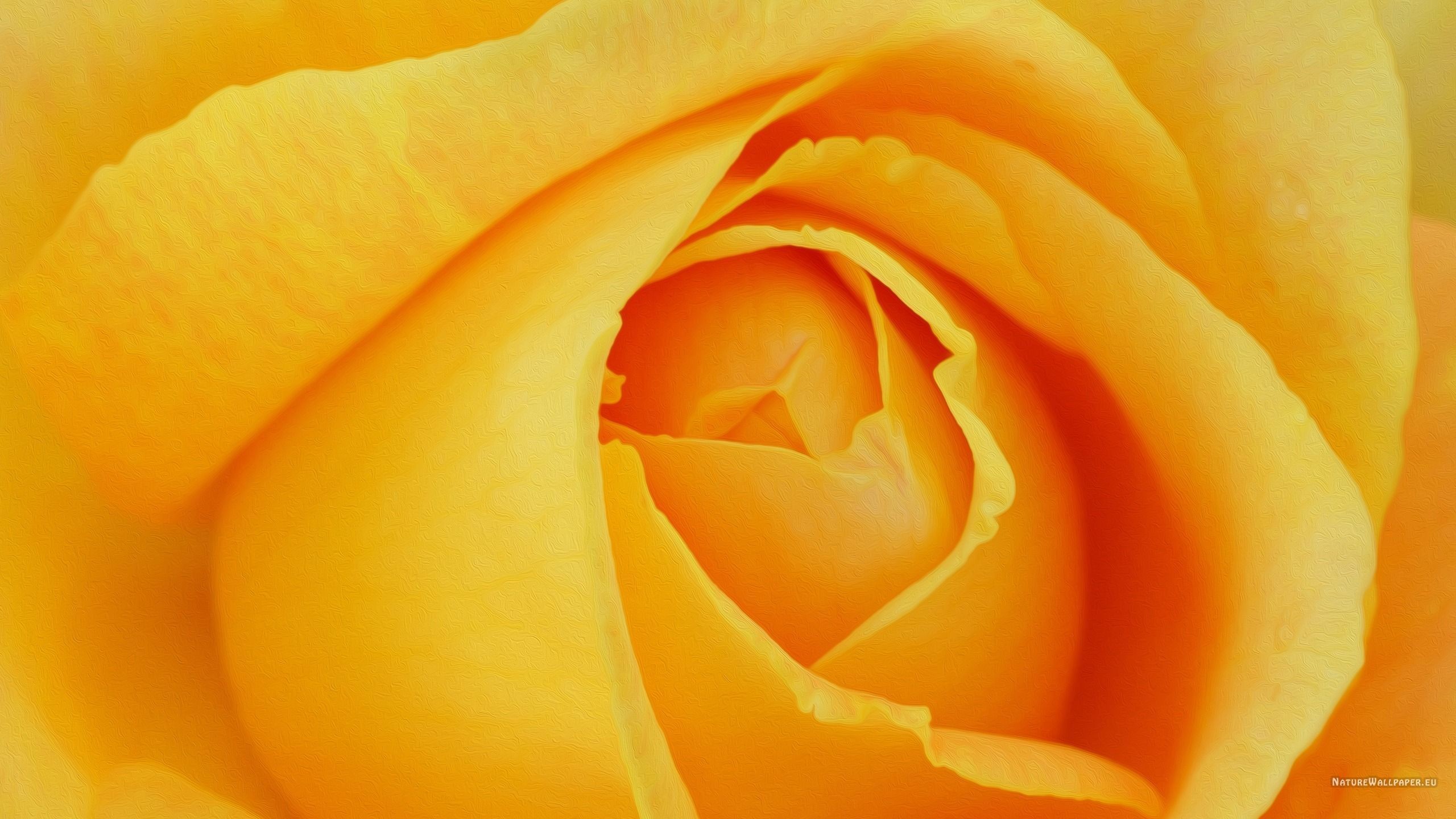 2560x1440 Yellow Rose Background Stock Photo Image