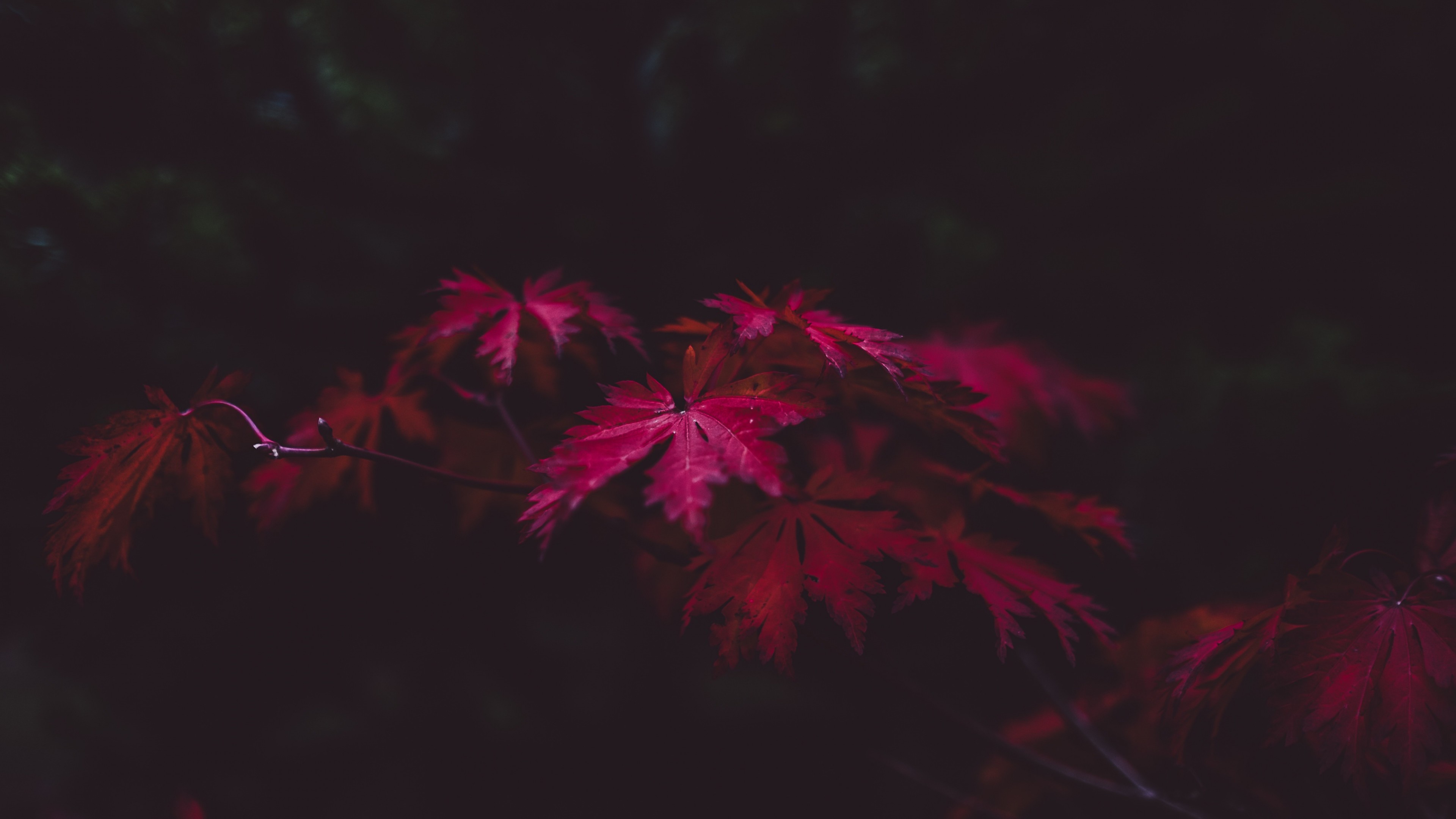 3840x2160 Red Leaves 4k