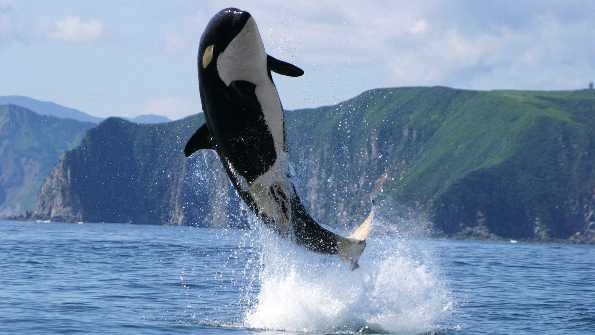 1920x1080 Image of Orca Killer Whale