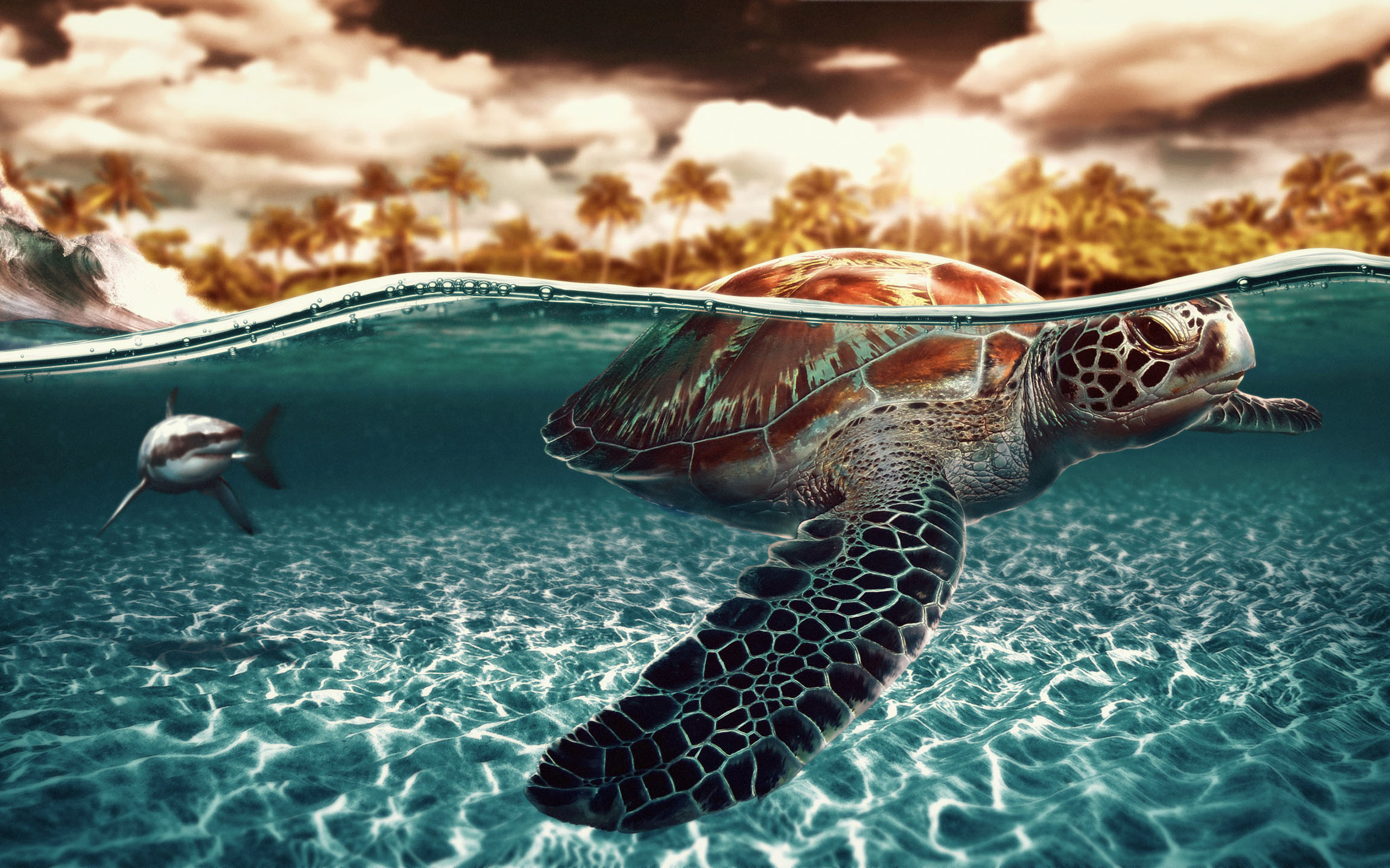 2560x1600 Sea Turtle Wallpaper