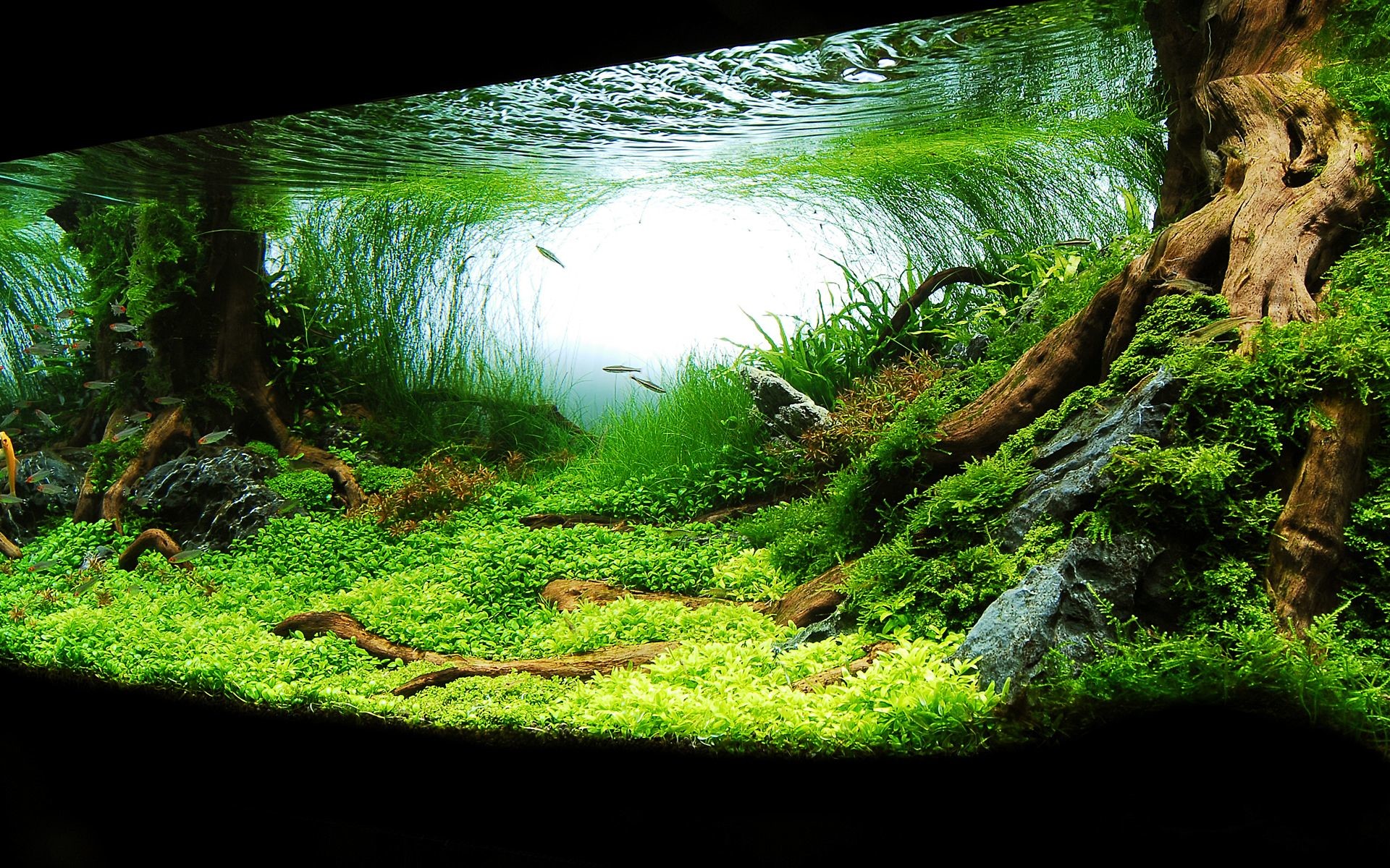 1920x1200 Aquarium Background HD.