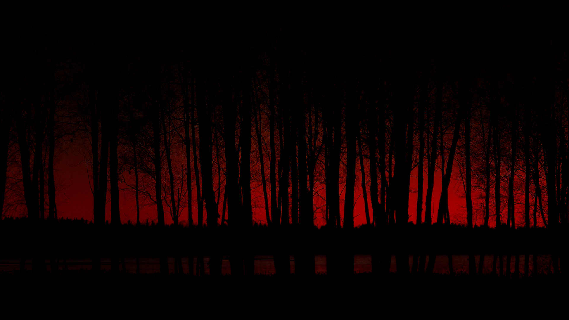 1920x1080 Dark Forest Wallpapers Hd