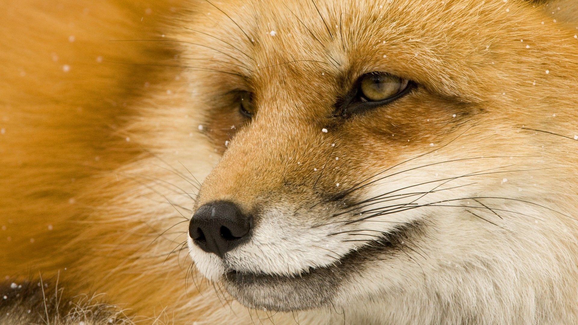 1920x1080 Fox-Wallpapers-Images-Download