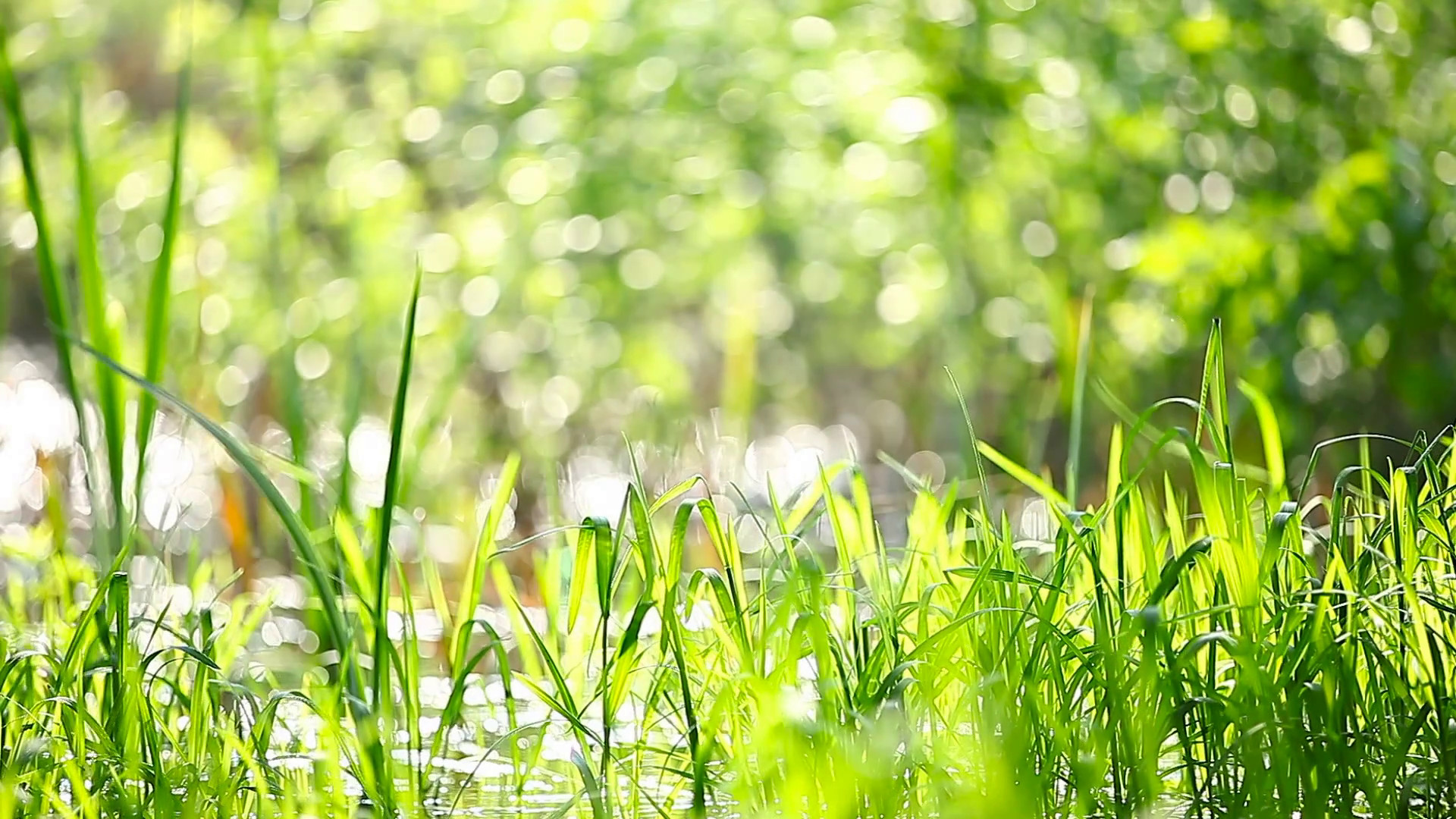 1920x1080 Natural summer background - green grass swaying in the wind. Sunny day in  forest. Stock Video Footage - VideoBlocks