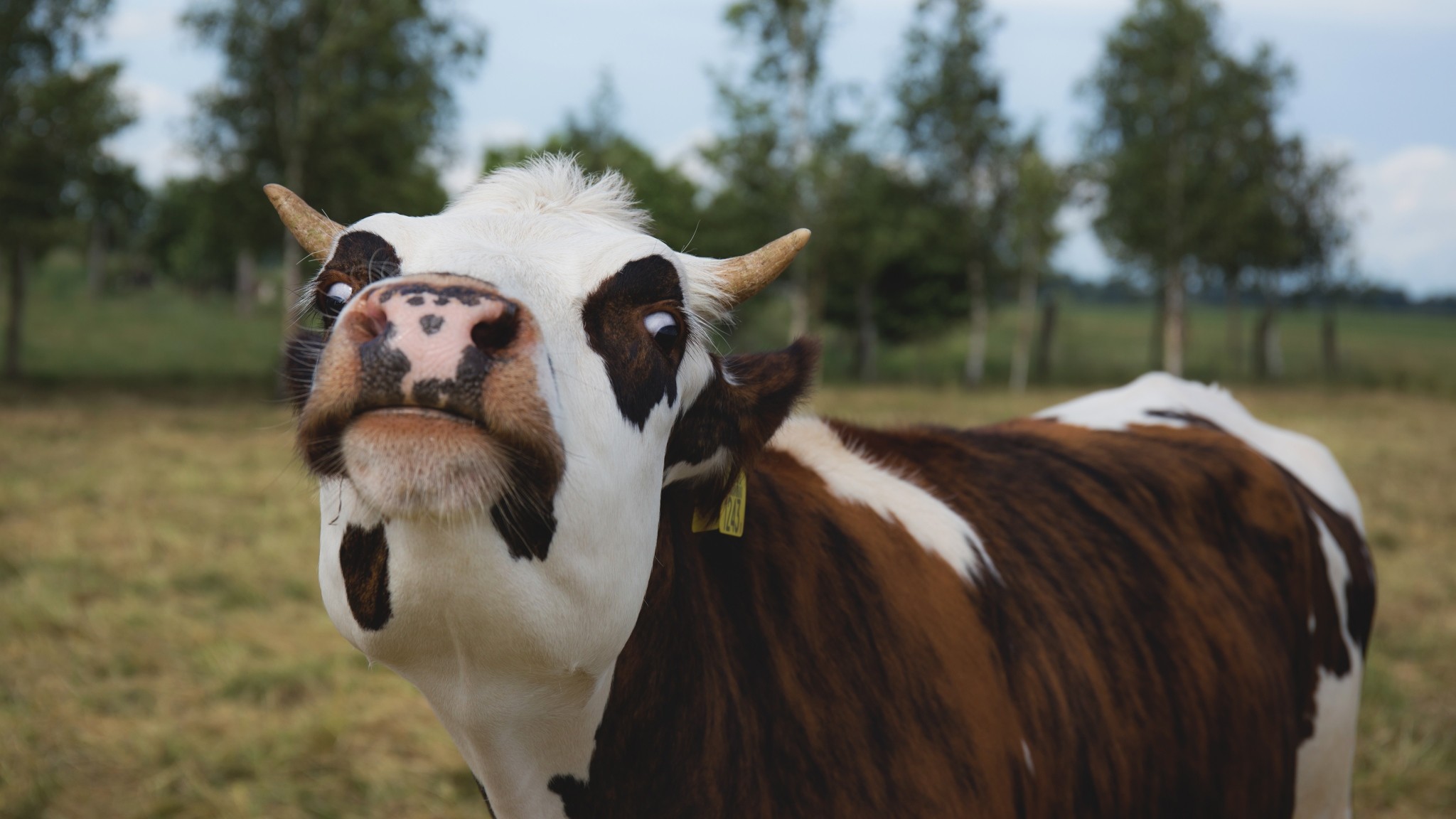 2048x1152  Wallpaper cow, muzzle, funny, horns