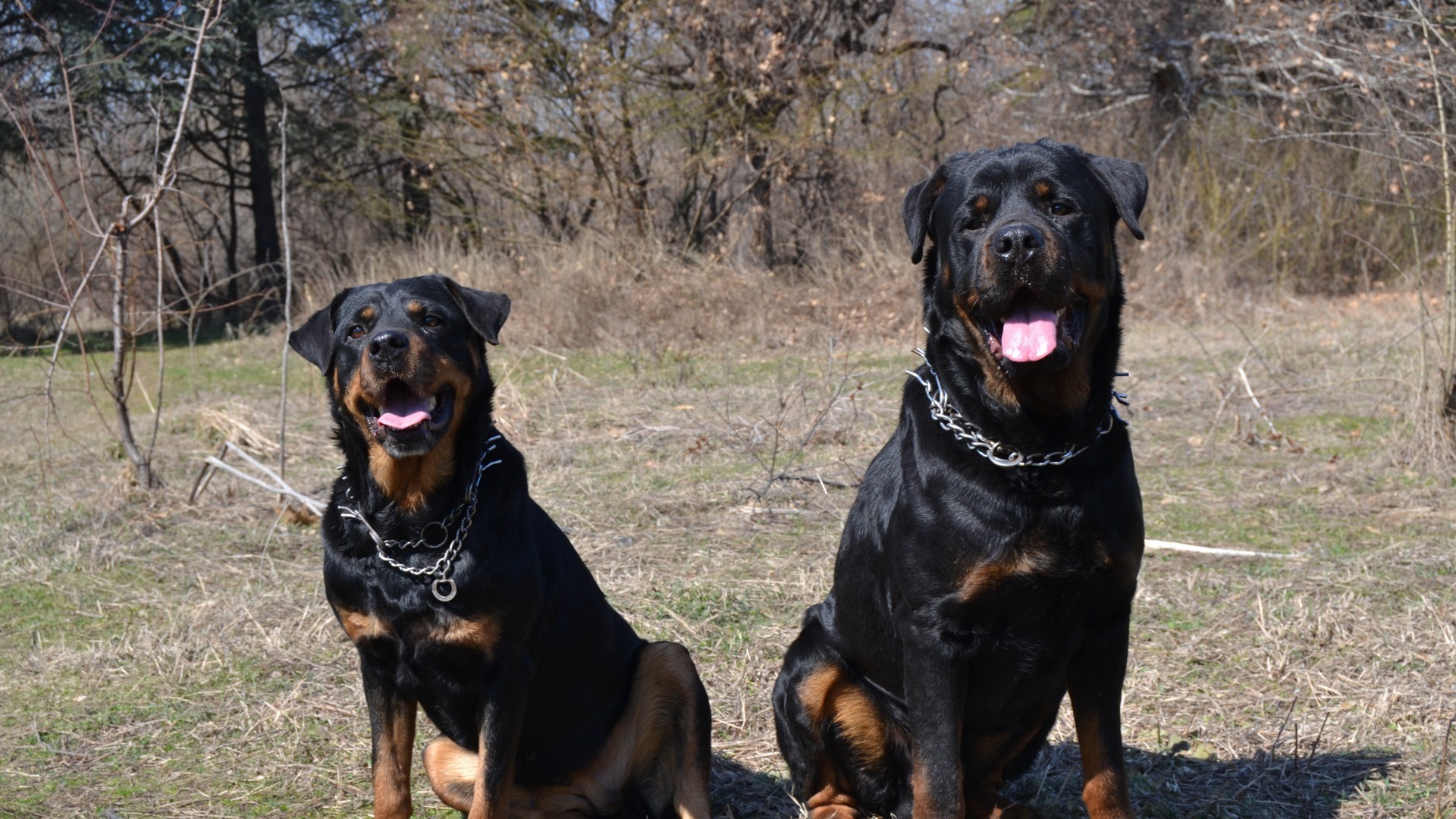 1920x1080 Couple funny Rottweiler wallpapers and images - wallpapers, pictures .