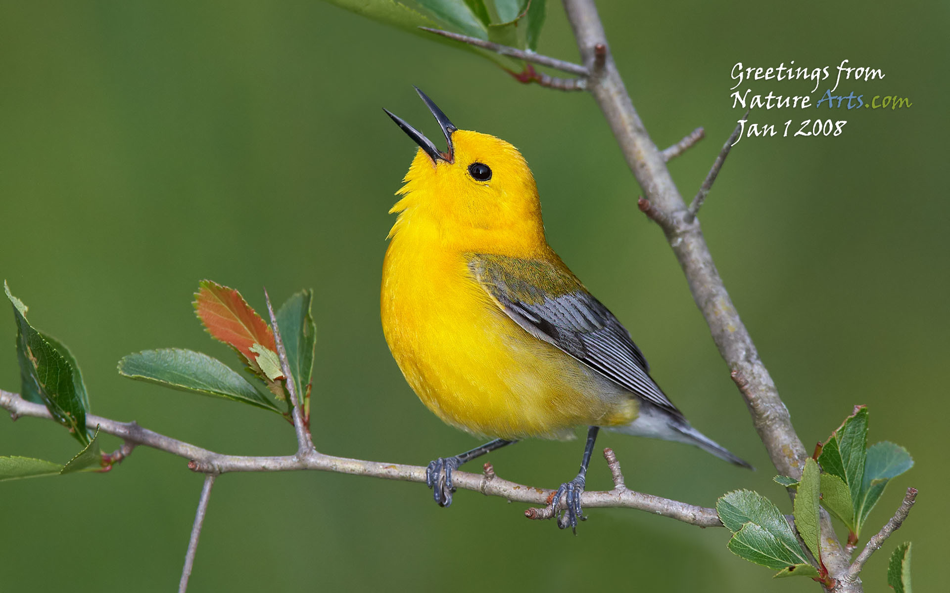 1920x1200 Prothonotary Warbler. Wallpaper Size . Â«