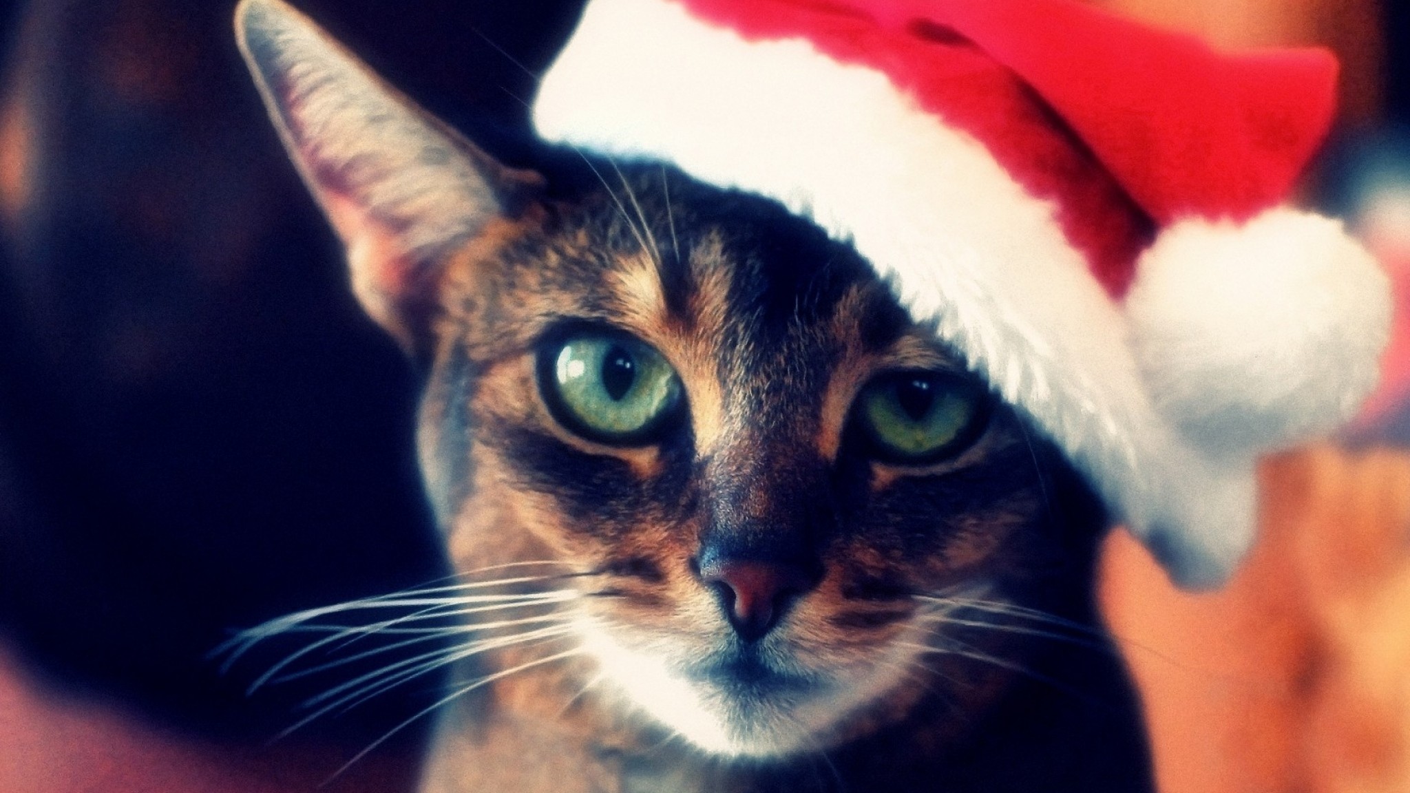 2048x1152  Wallpaper cat, tabby, face, hat, christmas, red