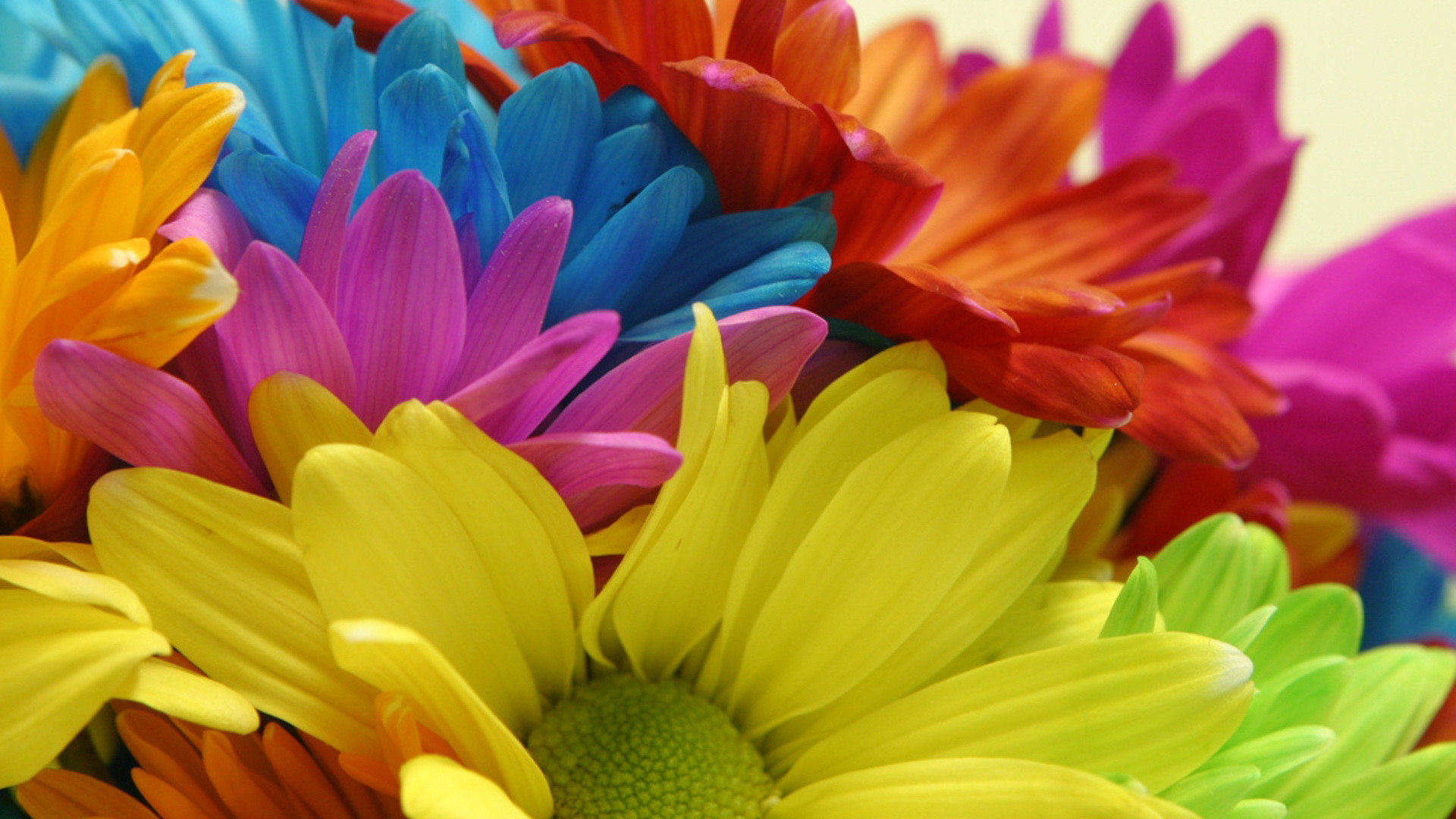 1920x1080 colorful flowers wallpaper