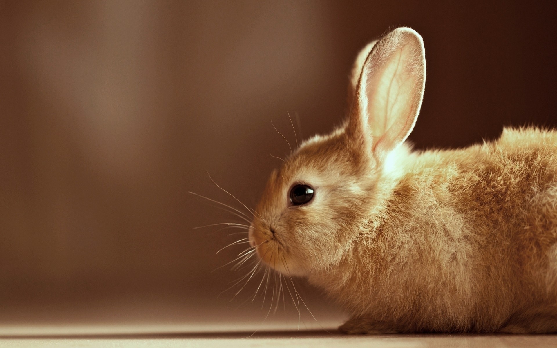 1920x1200 Rabbit Wallpapers Android Apps on Google Play 1920Ã1200 Pictures Of Rabbits  Wallpapers (55