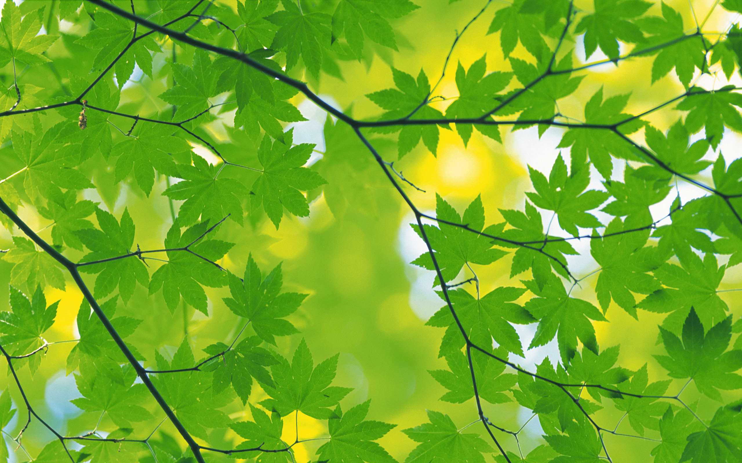 2560x1600 Best-Green-Autumn-Leaves-Background-Wallpaper