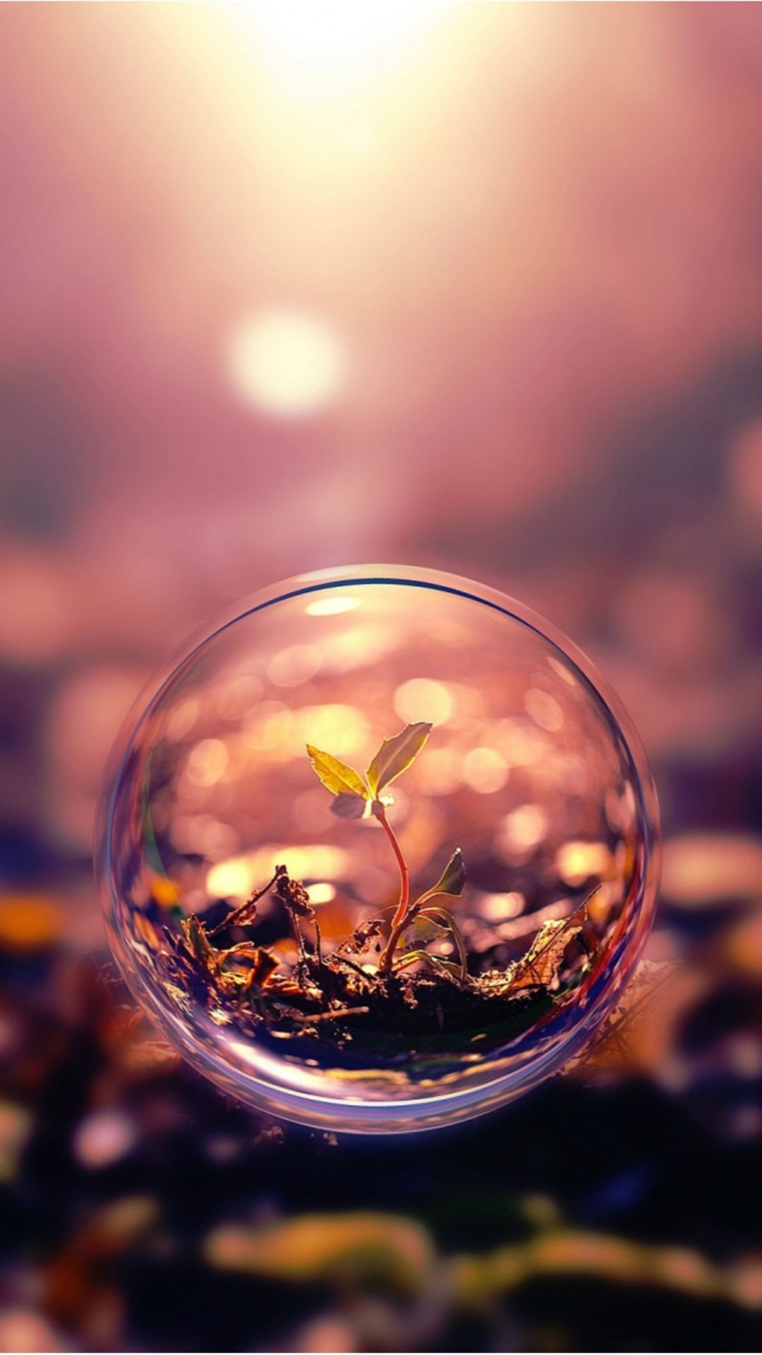 1080x1920 Beautiful Macro Photography Plant Water Bubble #iPhone #7 #wallpaper