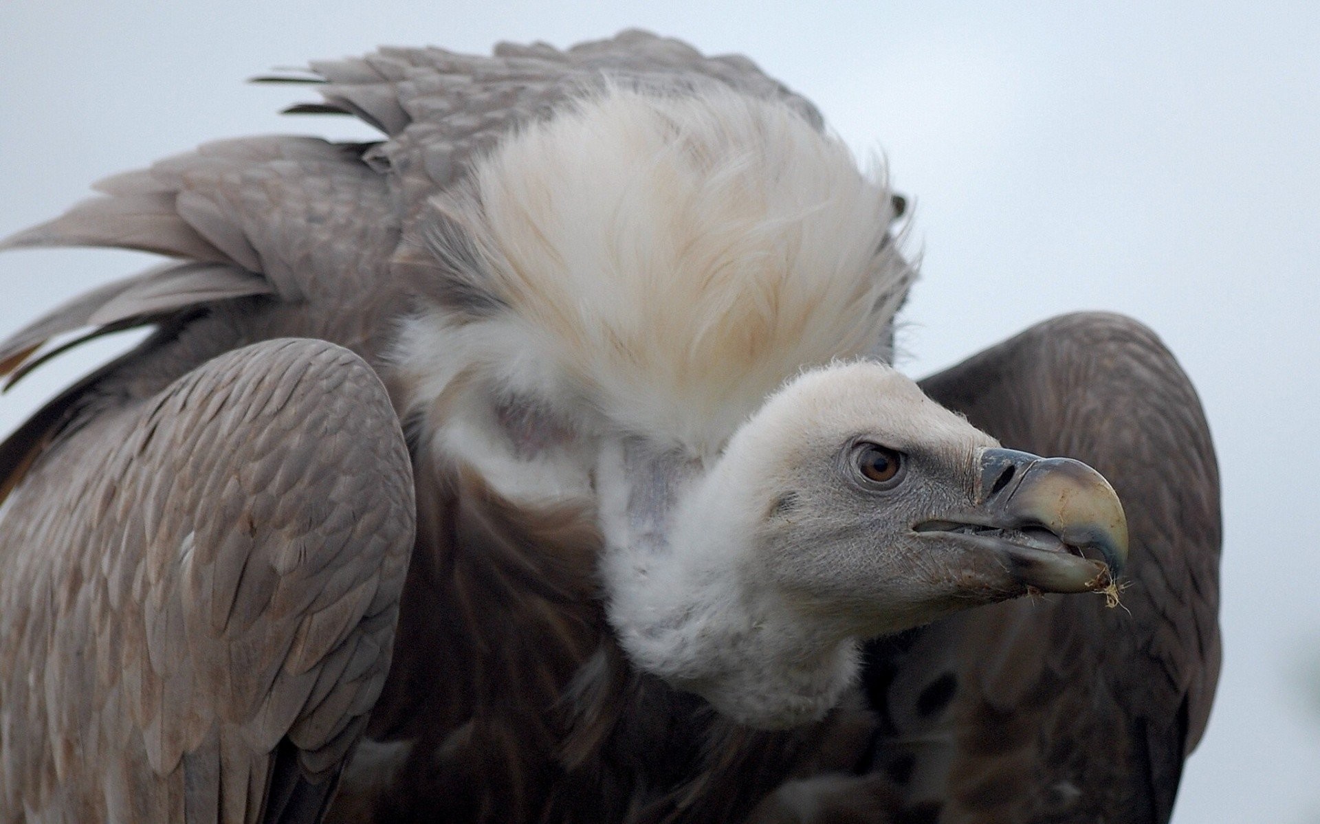1920x1199 birds vulture predator scavengers