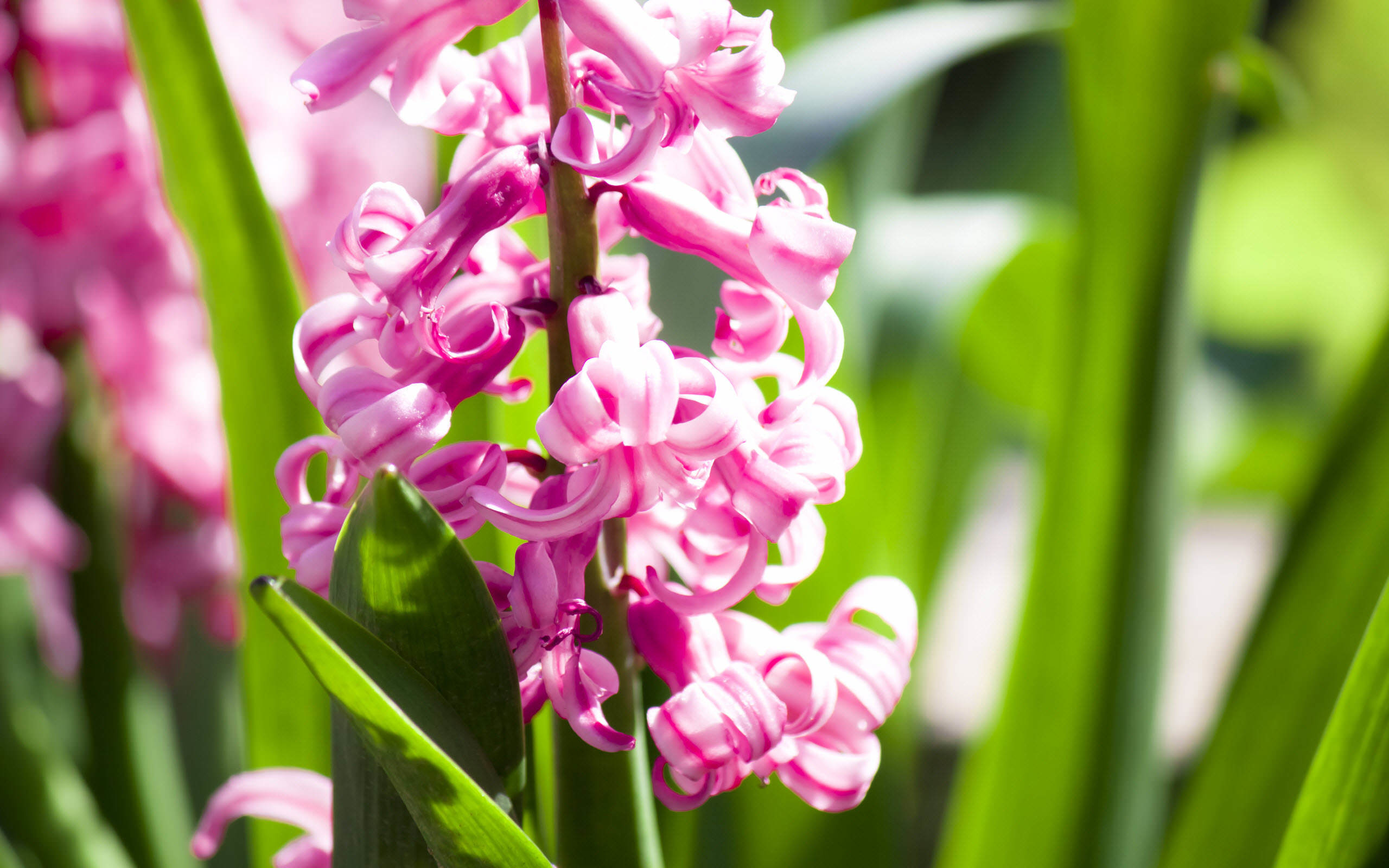 Green Flower Background (46+ images)