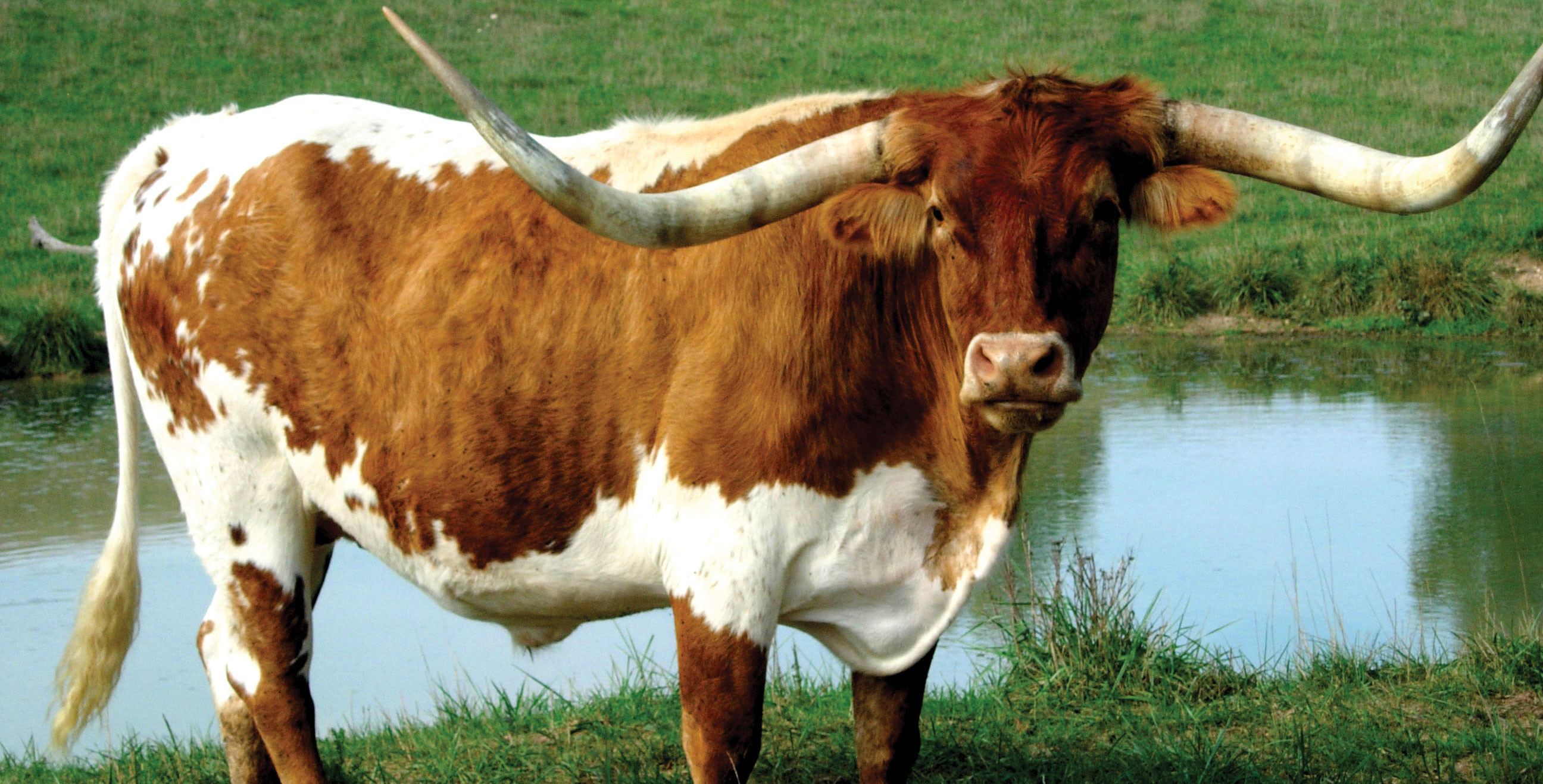 2592x1318 Animal - Longhorn Cattle Cattle Wallpaper