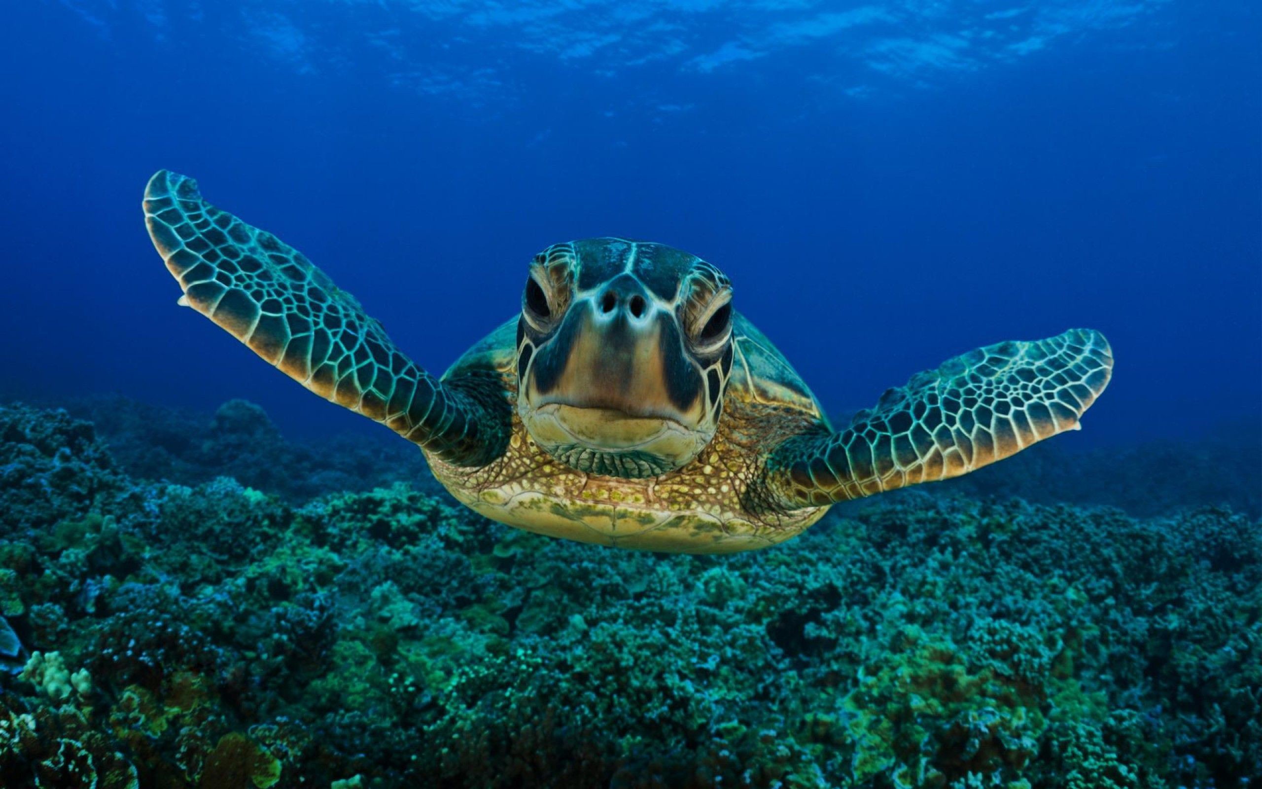 Bahamas Sea Turtle' Poster by David Godbehere | Displate