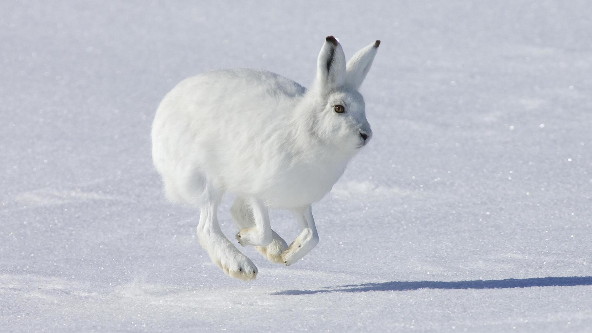 1920x1080 pin Arctic Hare clipart wild rabbit #6