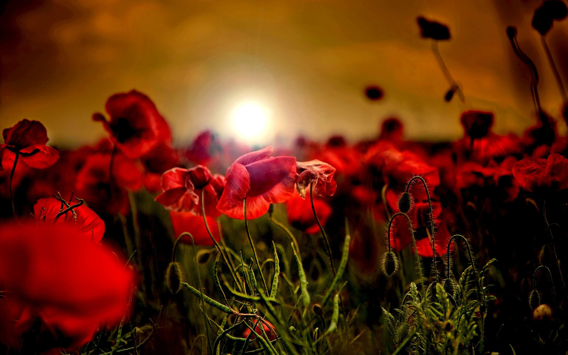1920x1200 1400x1050 wallpapers Page 256: Clouds Sunset Red Breathtaking Sky ...  Poppies ...