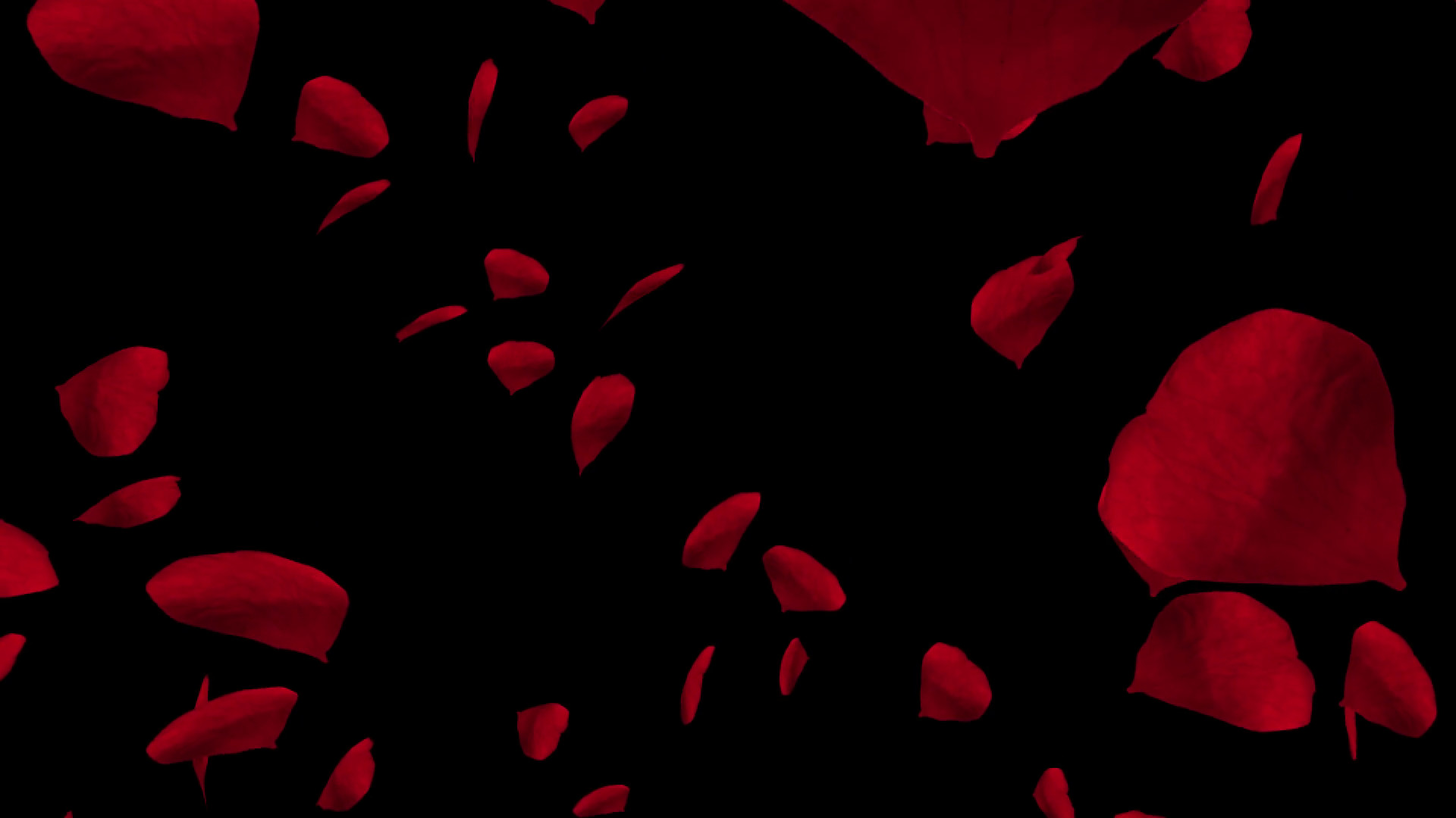 1920x1080 Falling red rose petals. Valentine slow motion HD animation, close up with black  background. Motion Background - VideoBlocks