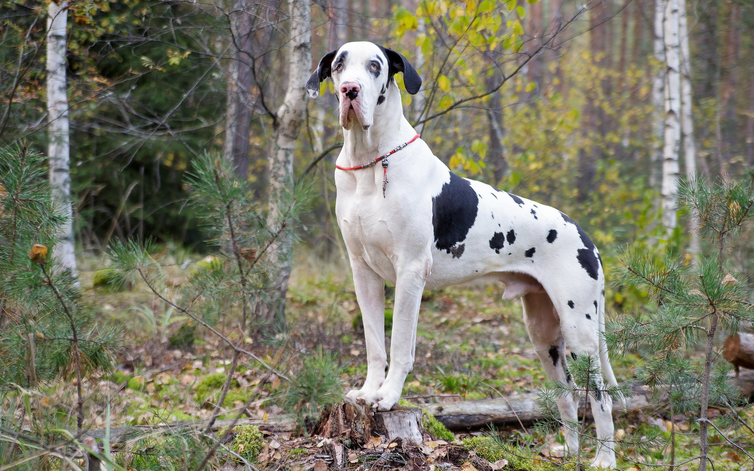 Black Great Dane Wallpaper