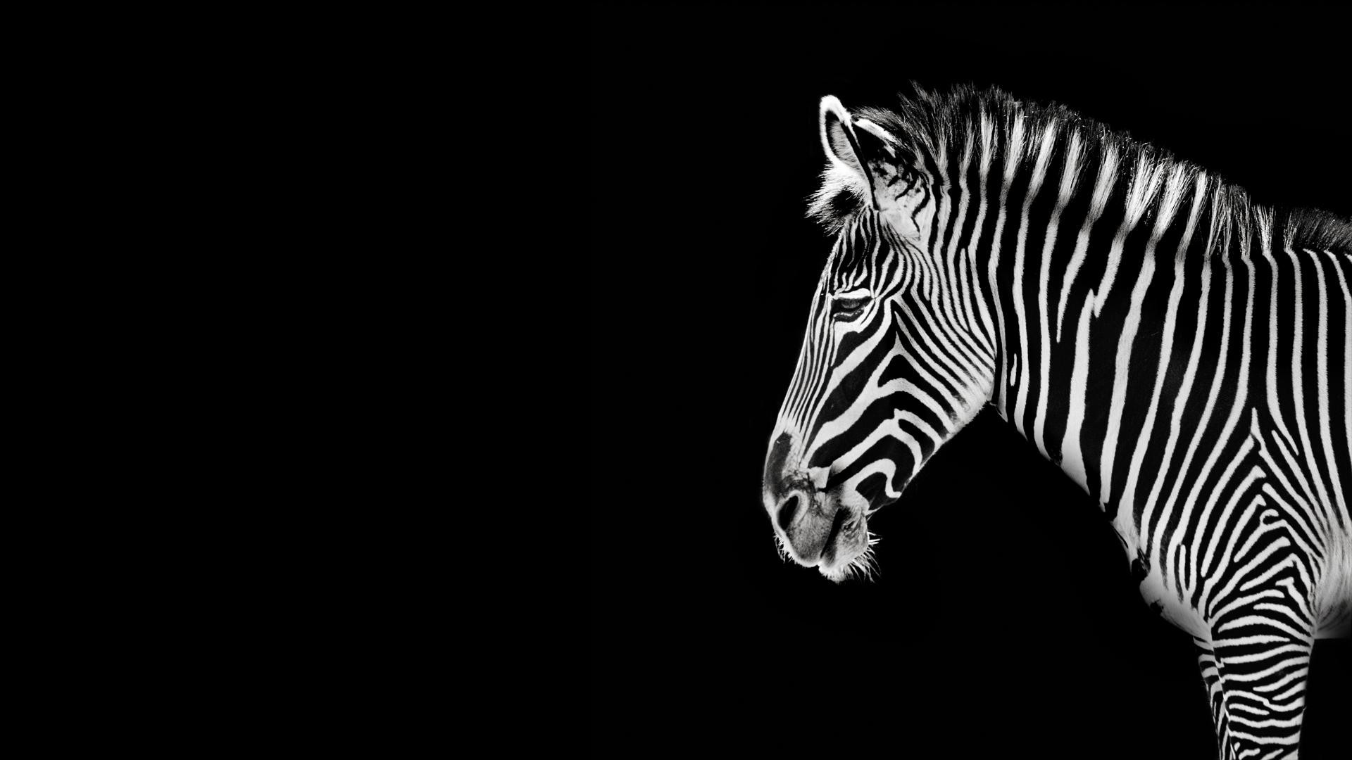 1920x1080 Black and White Zebra [] ...