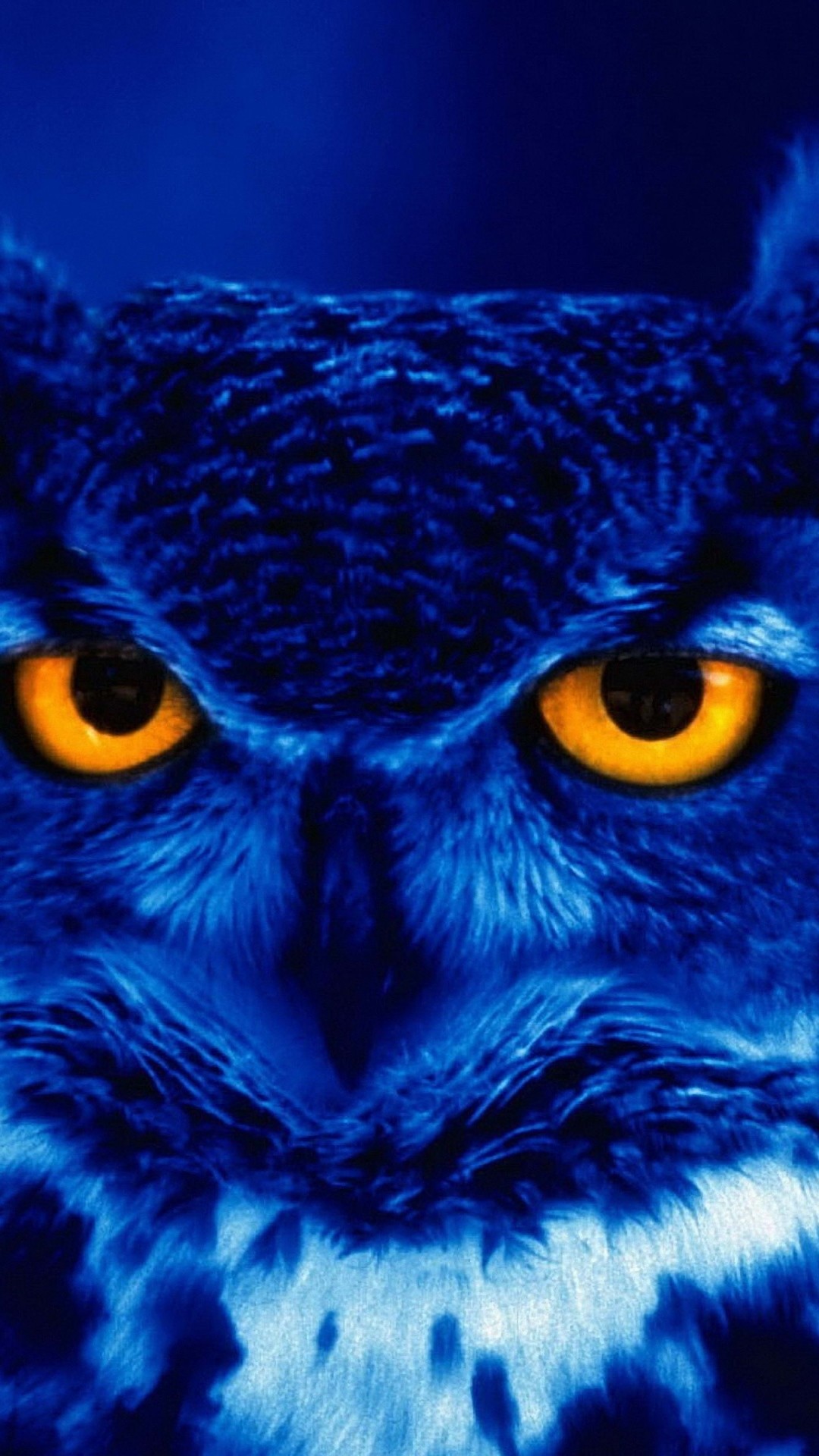 1080x1920 Related owl predator bird sky iPhone 7 wallpaper