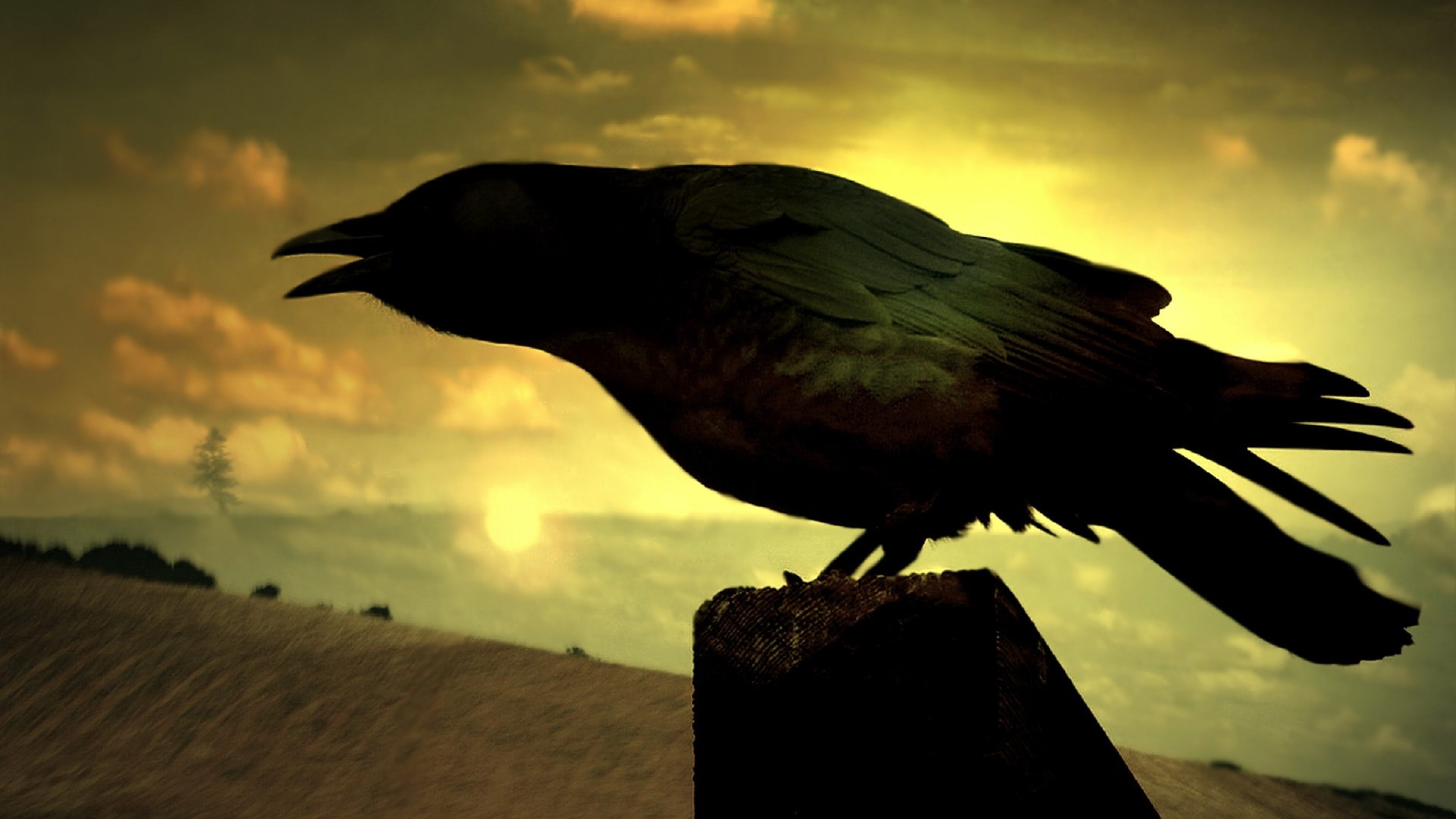 3840x2160  Wallpaper raven, shadow, bird, dark, sky