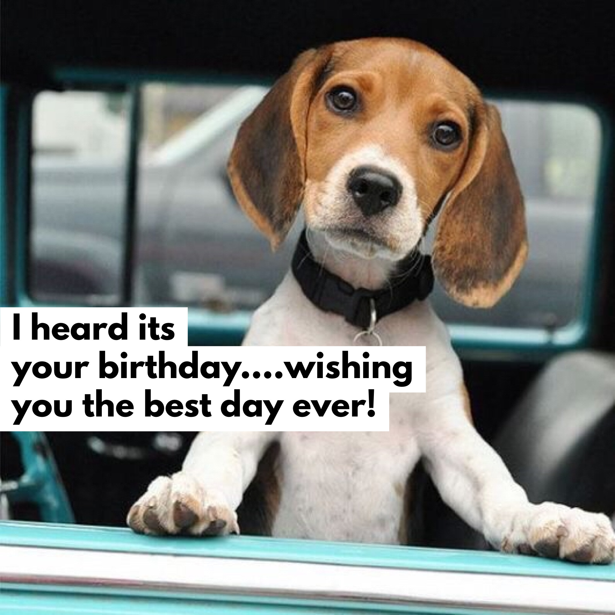 2048x2048 Dog Treats, Happy Birthday Wishes, Birthday Sayings, Birthday