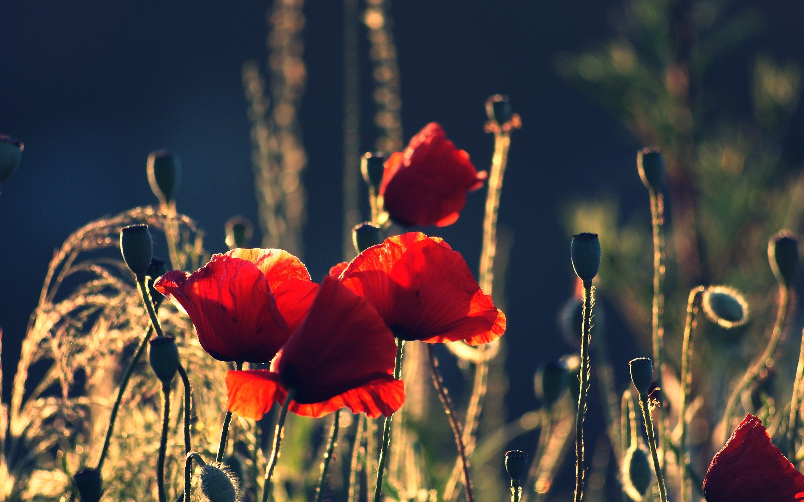 2560x1600  Wallpaper poppies, boxes, night, summer
