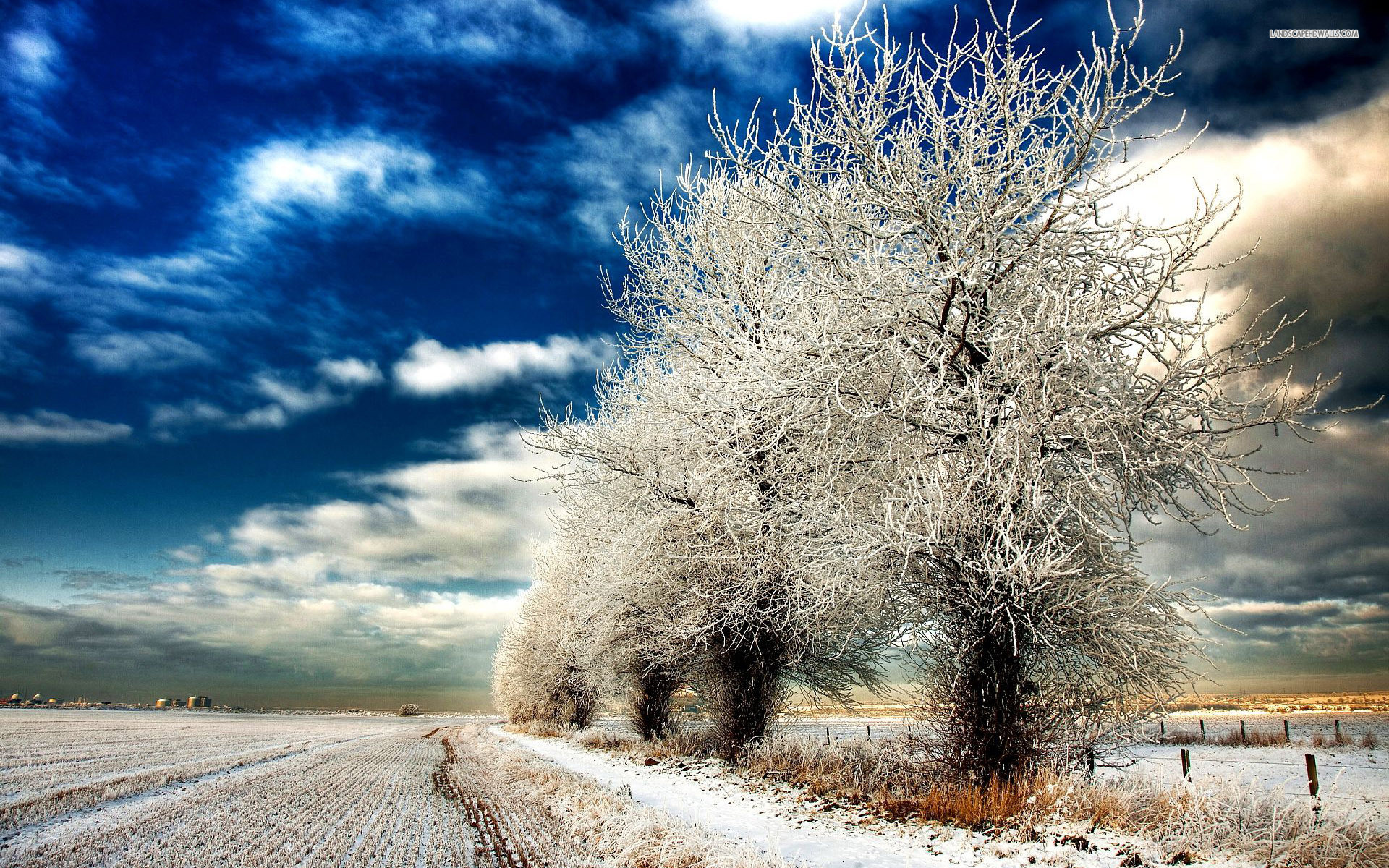 1920x1200 Pretty Winter Trees Field Snow wallpapers and stock photos
