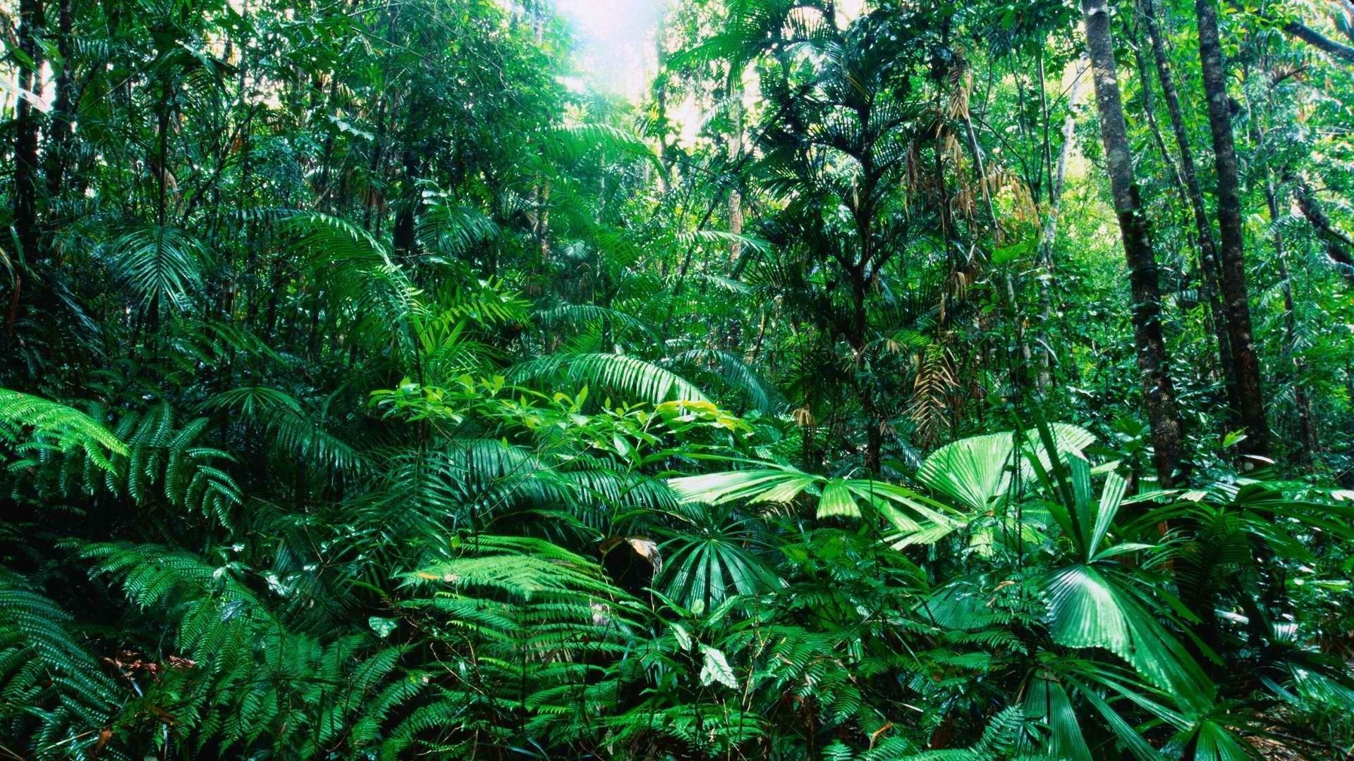 1920x1080 Australia Rainforest Tropical Nature Wallpapers Hd For Mac