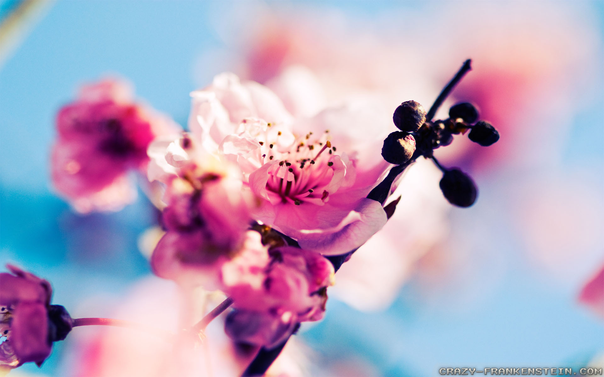 1920x1200 Wallpaper: Blossoms early Spring wallpapers. Resolution: 1024x768 |  1280x1024 | 1600x1200. Widescreen Res: 1440x900 | 1680x1050 | 