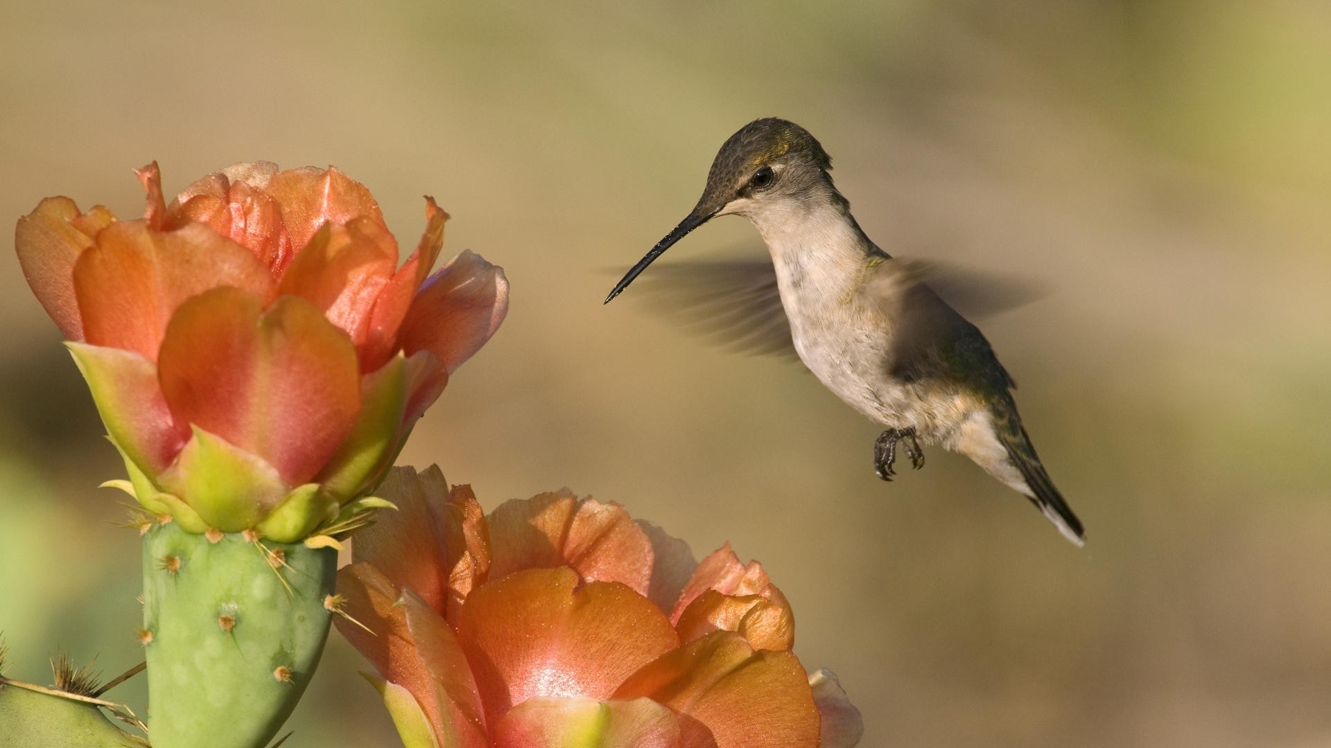 1920x1080 hummingbird, bird, flower
