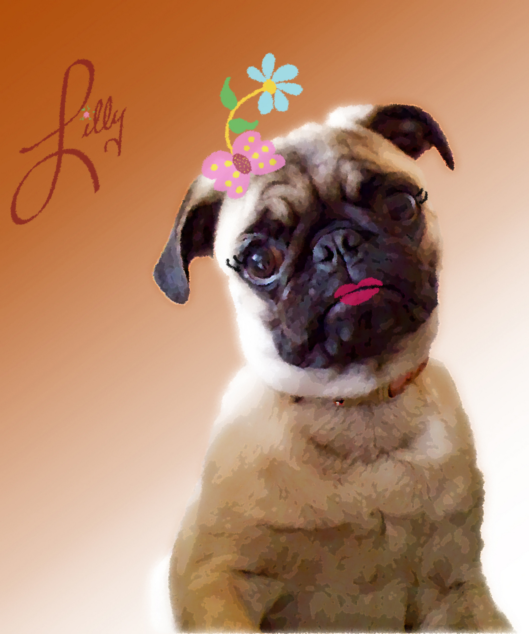 2135x2560 Pugs images all dressed up HD wallpaper and background photos