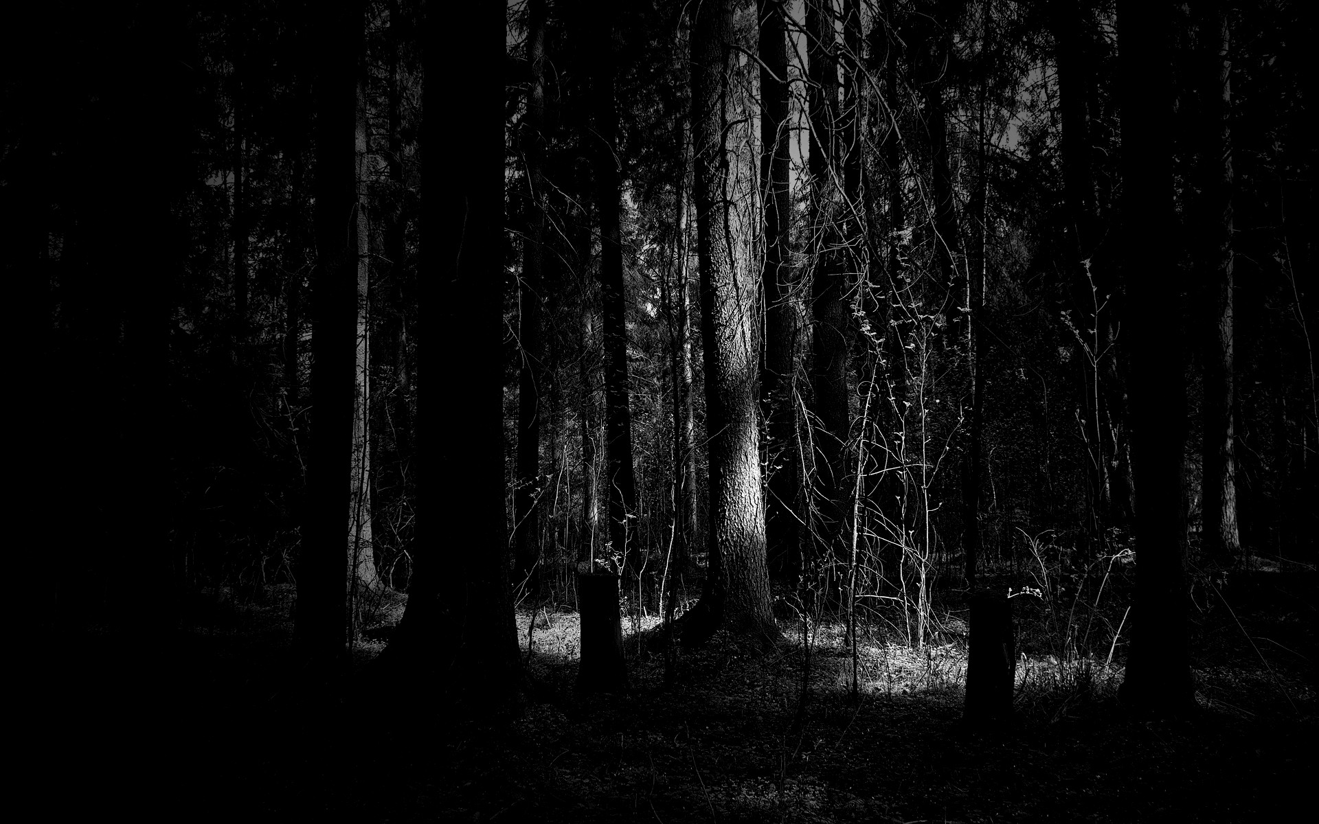 1920x1200 Dark woods HD Wallpaper 1920x1080 Dark woods HD Wallpaper 