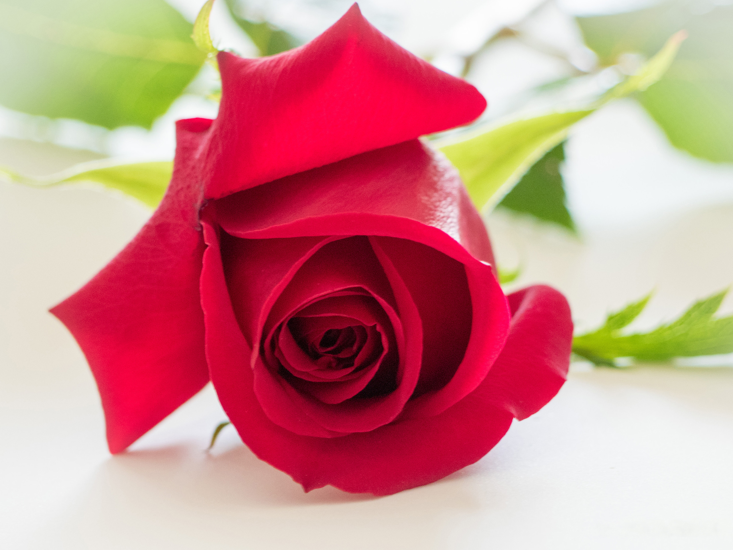 2560x1920 Red rose, HD. Original Resolution ()Popular ...